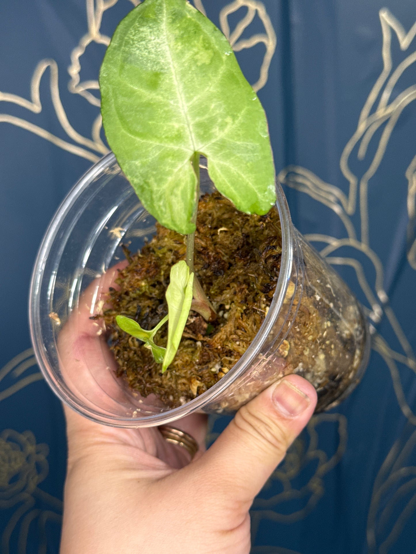 Syngonium White Butterfly Variegated