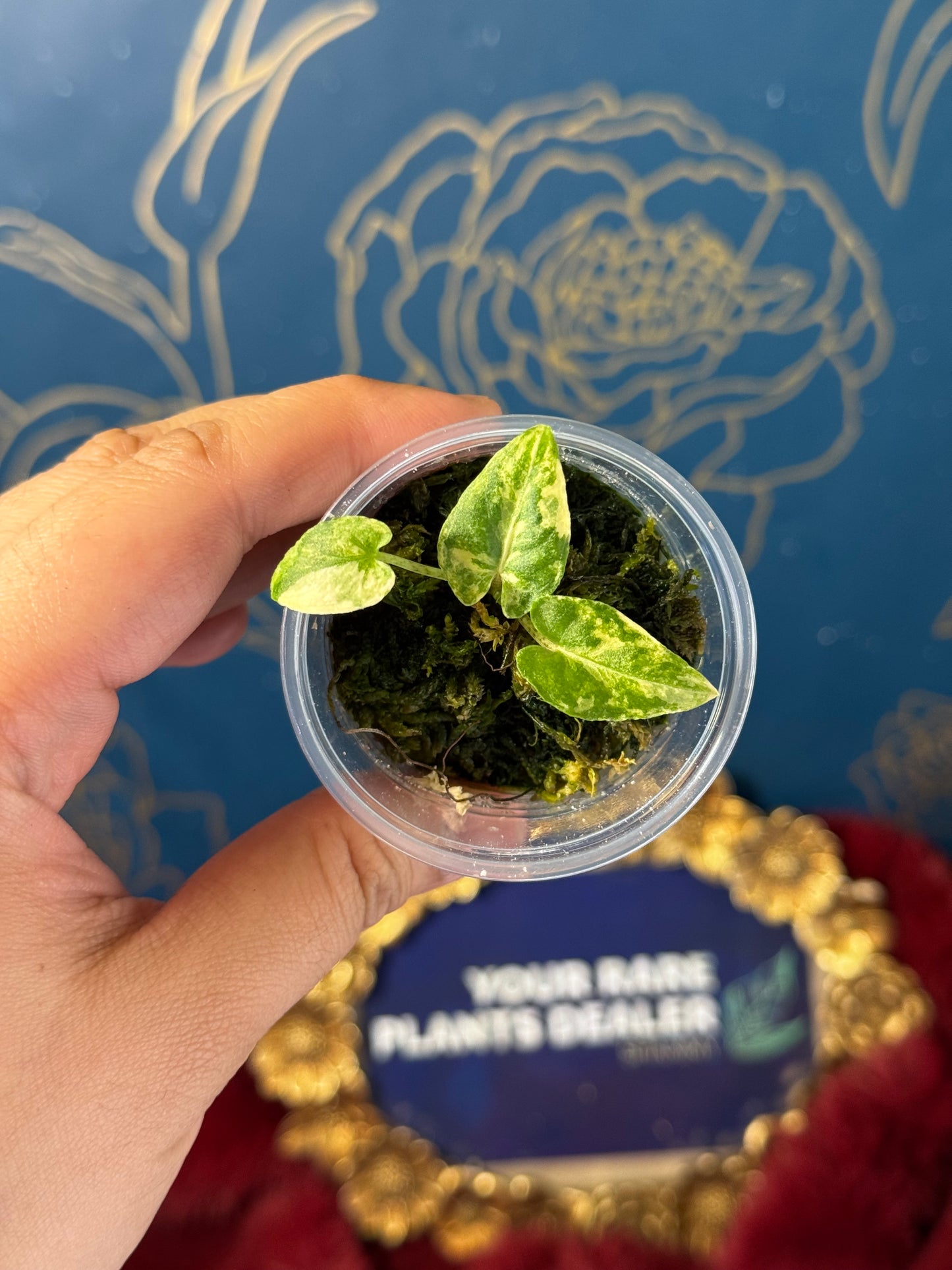 Alocasia Lutherbachiana Aurea