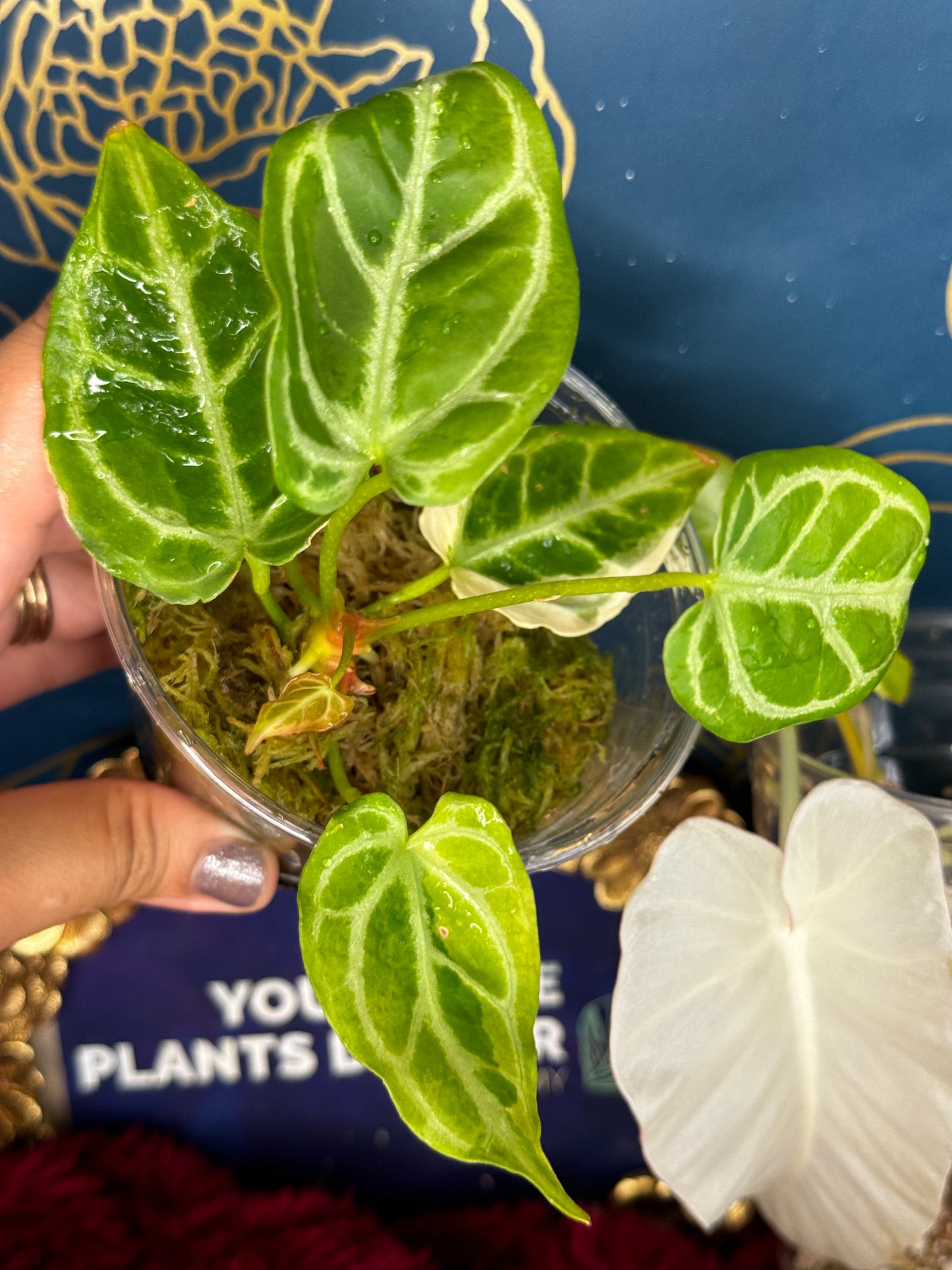 Anthurium Variegated Crystalinum