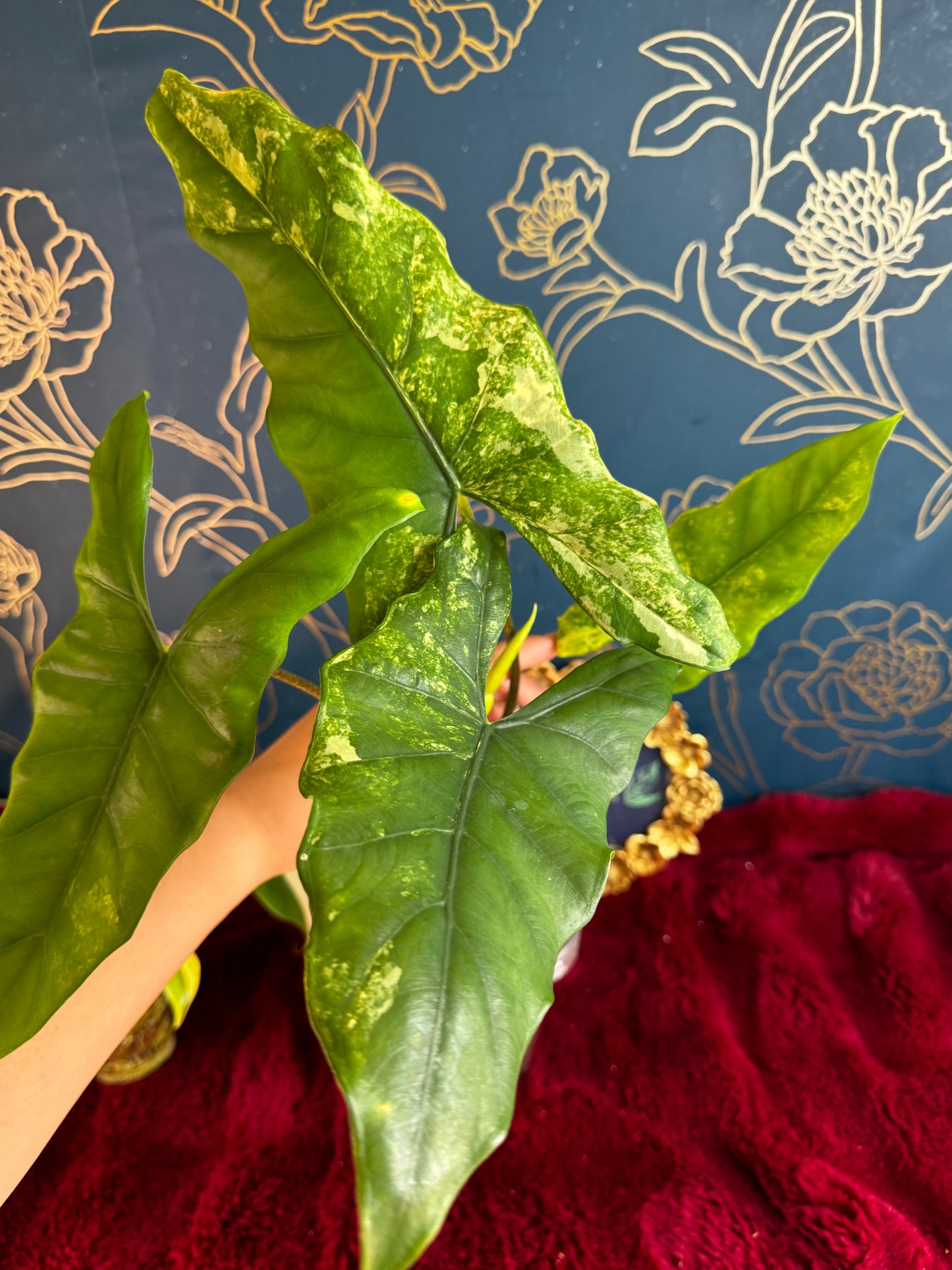 Alocasia Boyceana Tricolor “Corm” 🦄
