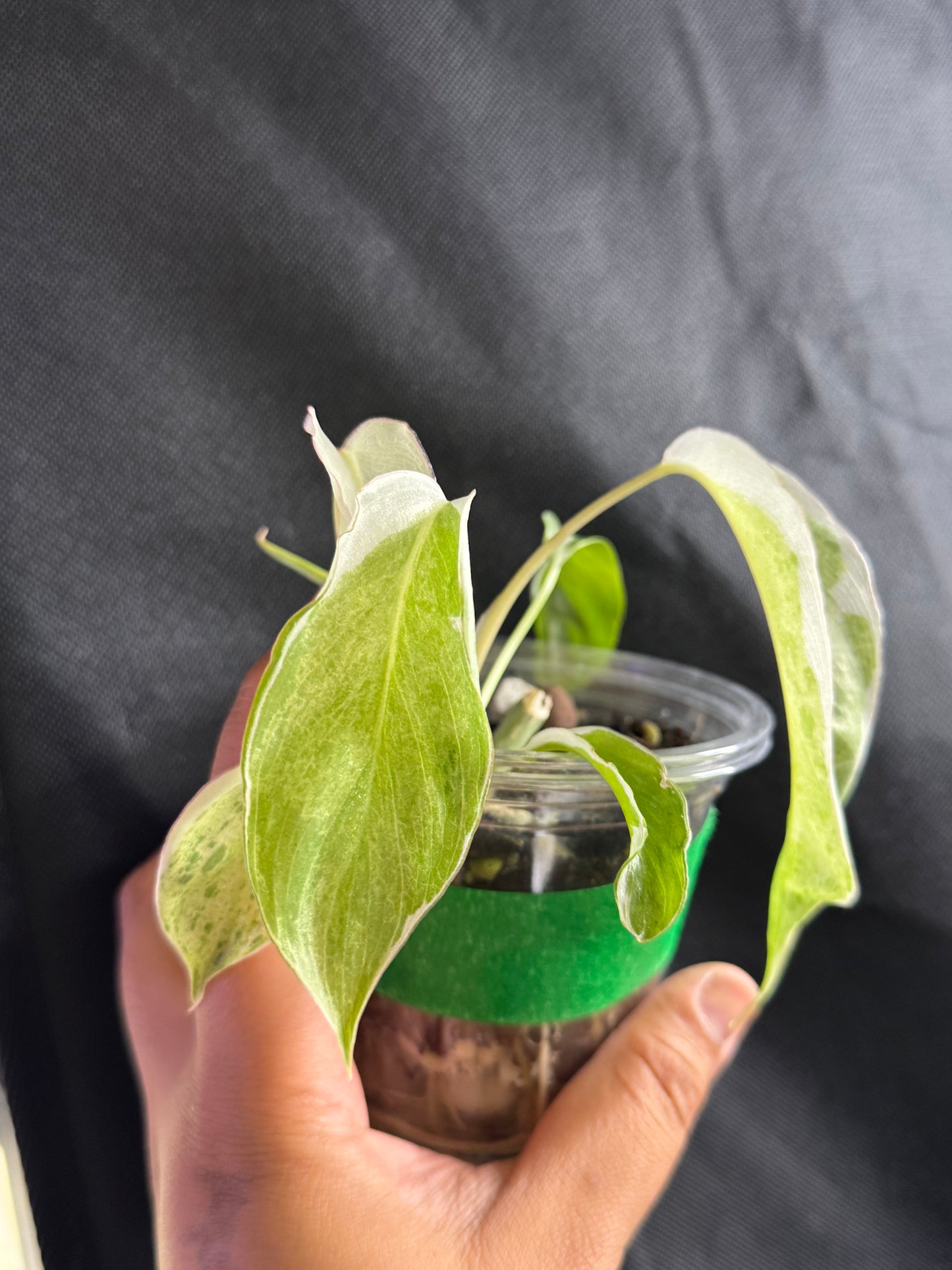 Philodendron Paraiso Verde Albo Lava