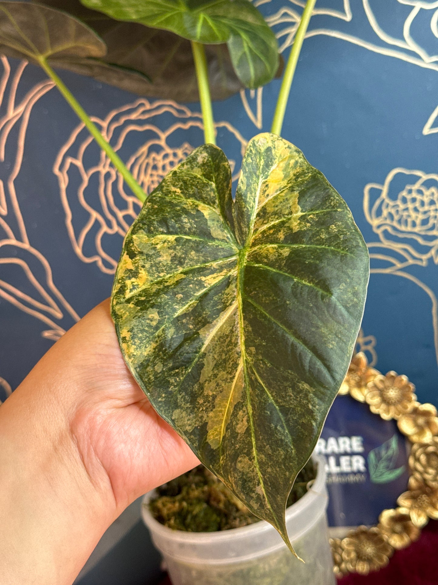 Alocasia Regal Shield Aurea(with Hints of Pink)