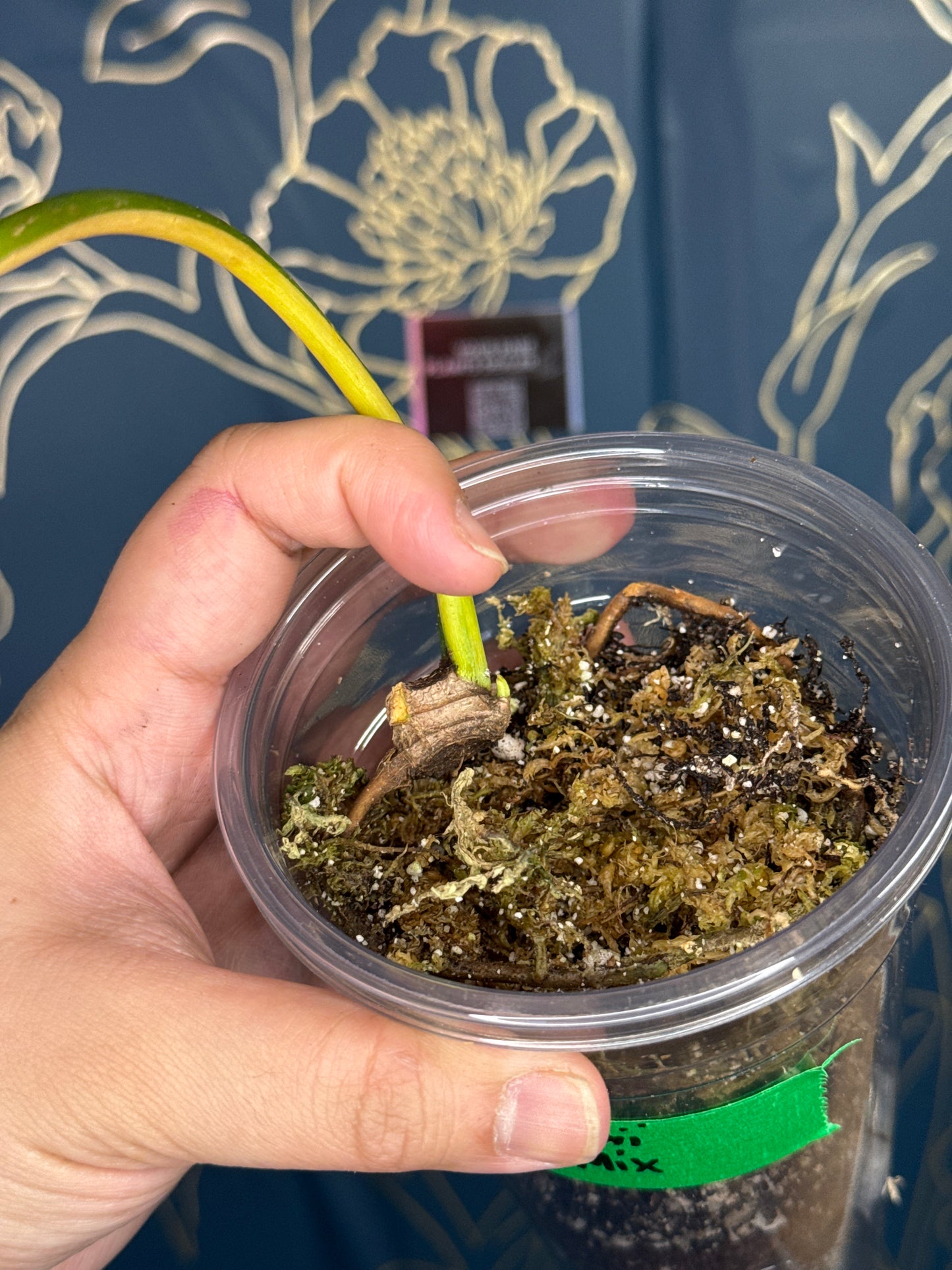 Philodendron Joepii Variegated