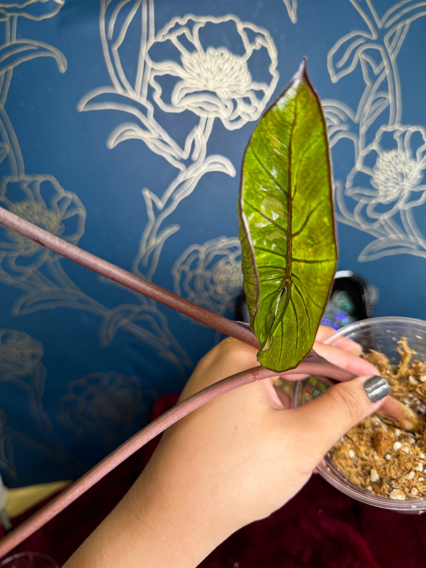 Alocasia Serendipity