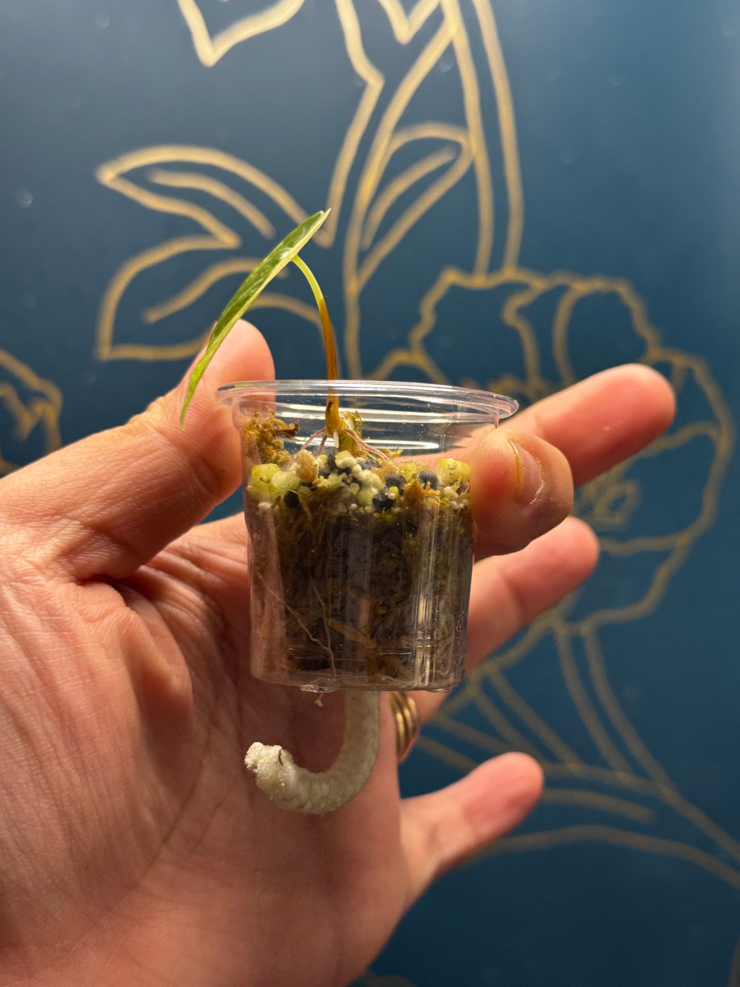 Alocasia Watsonia Pink “Doff”