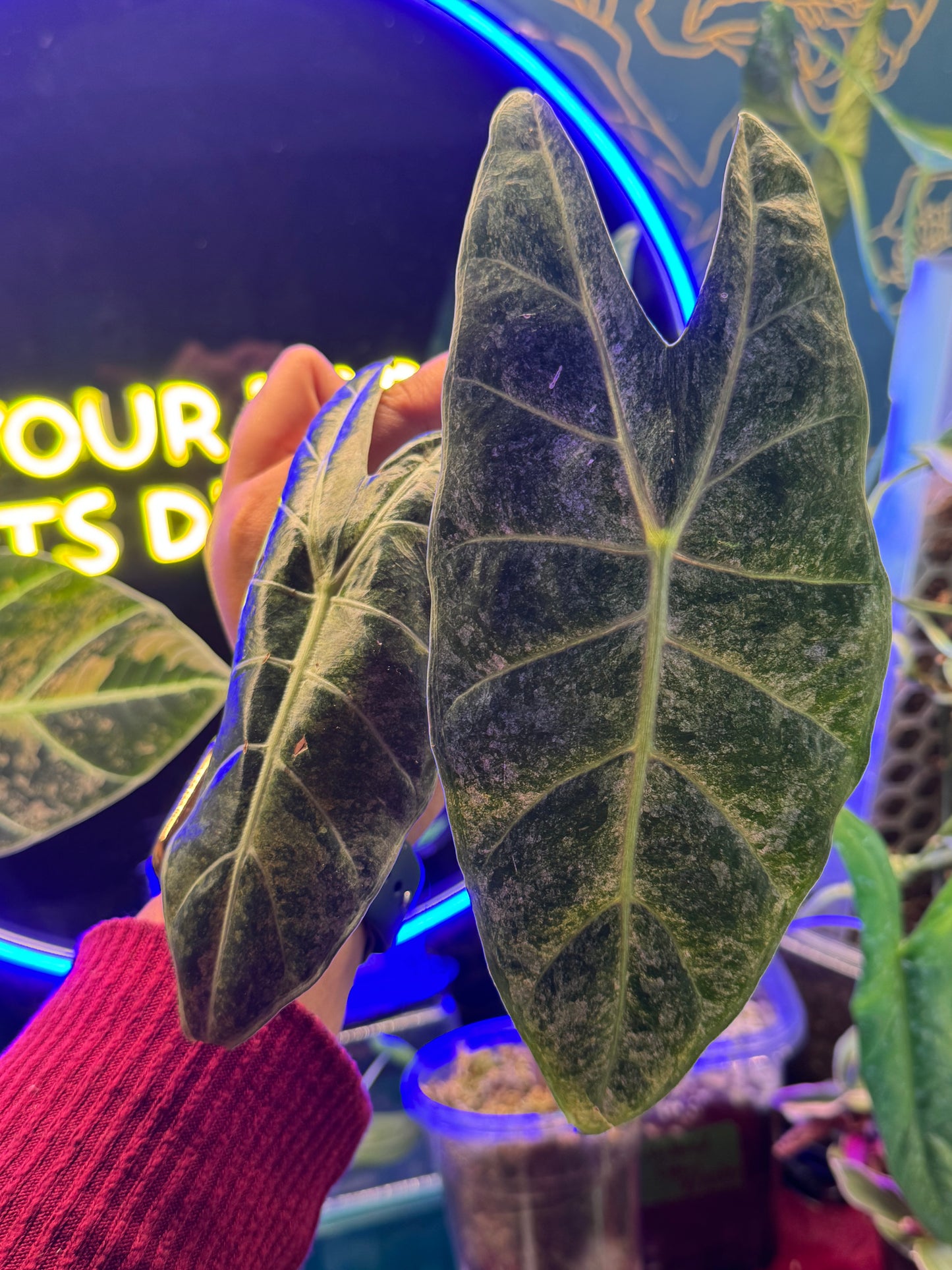 Alocasia Longiloba Black Satun Pink “Stardust”