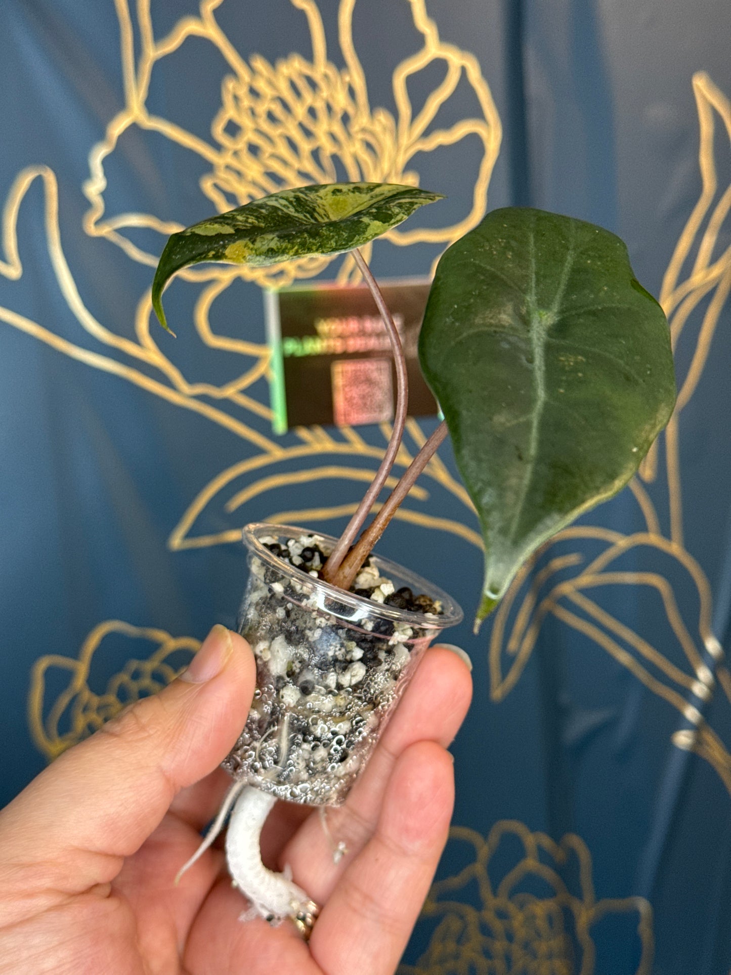 Alocasia Chantrieri Aurea/Gold