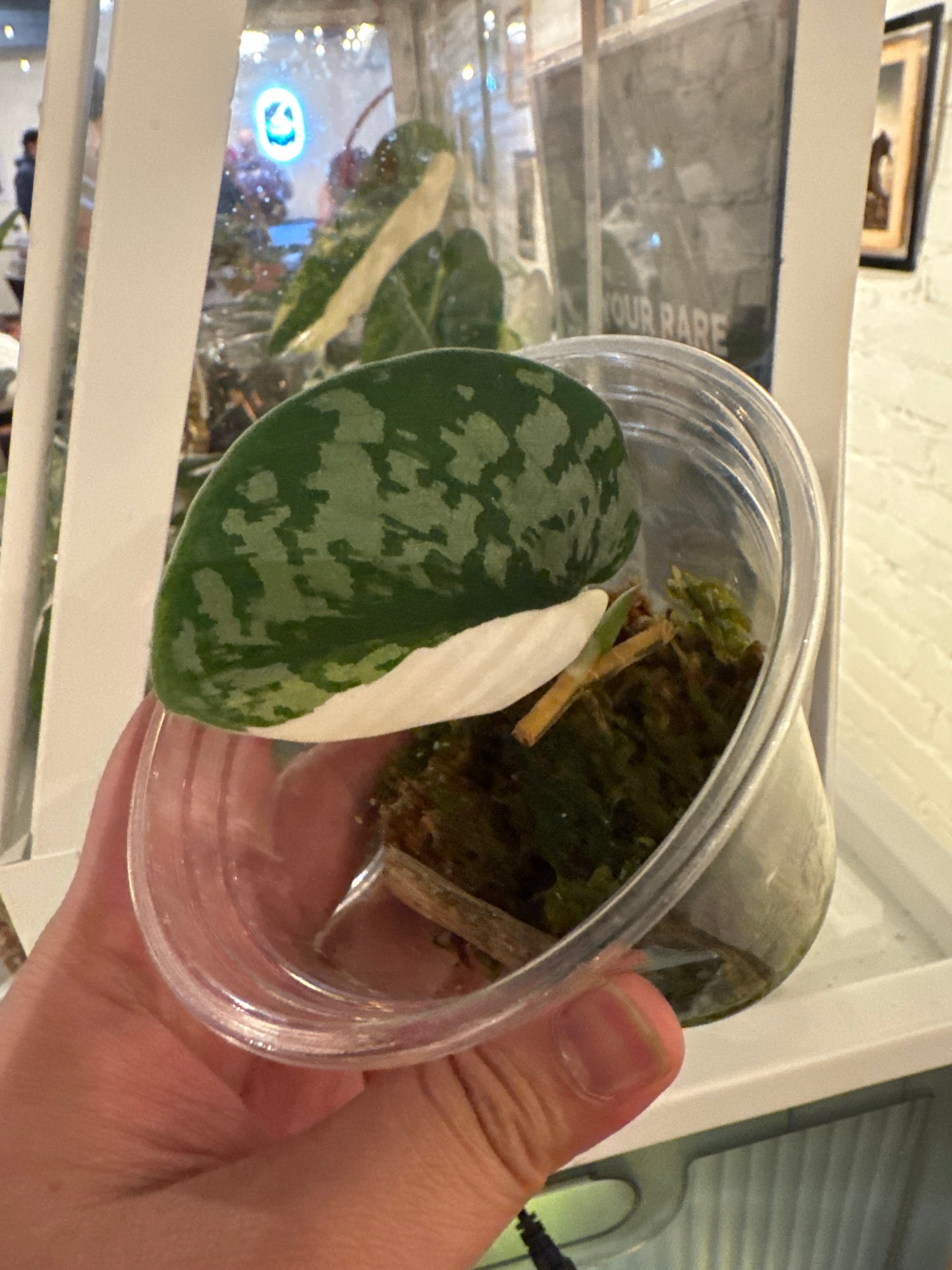 Scindapsus Exotica Albo (thick leaves)