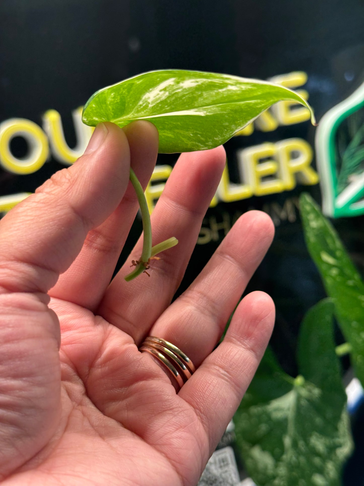 Philodendron Heartleaf Albo