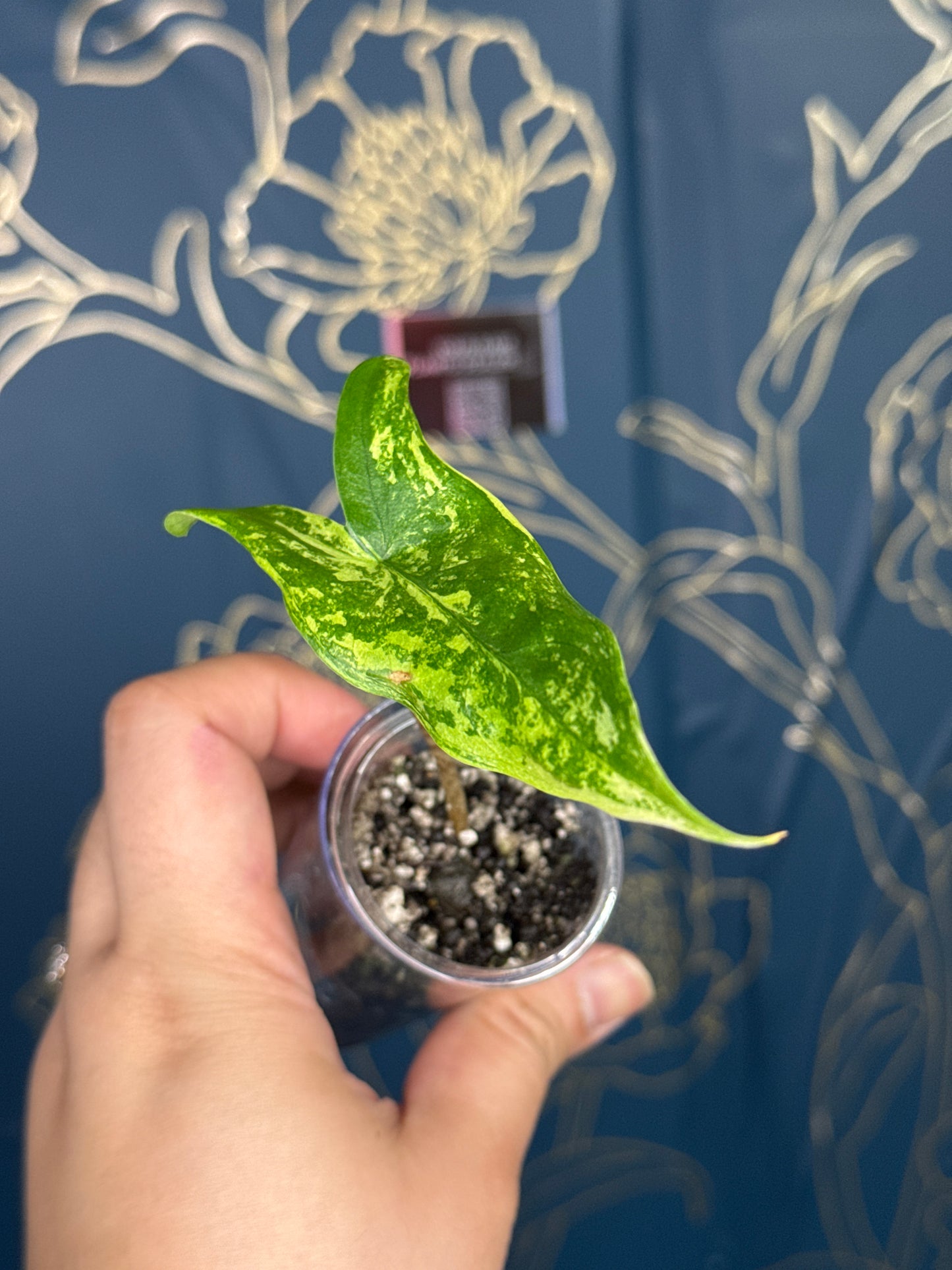 Alocasia Tigrina Superba Variegated