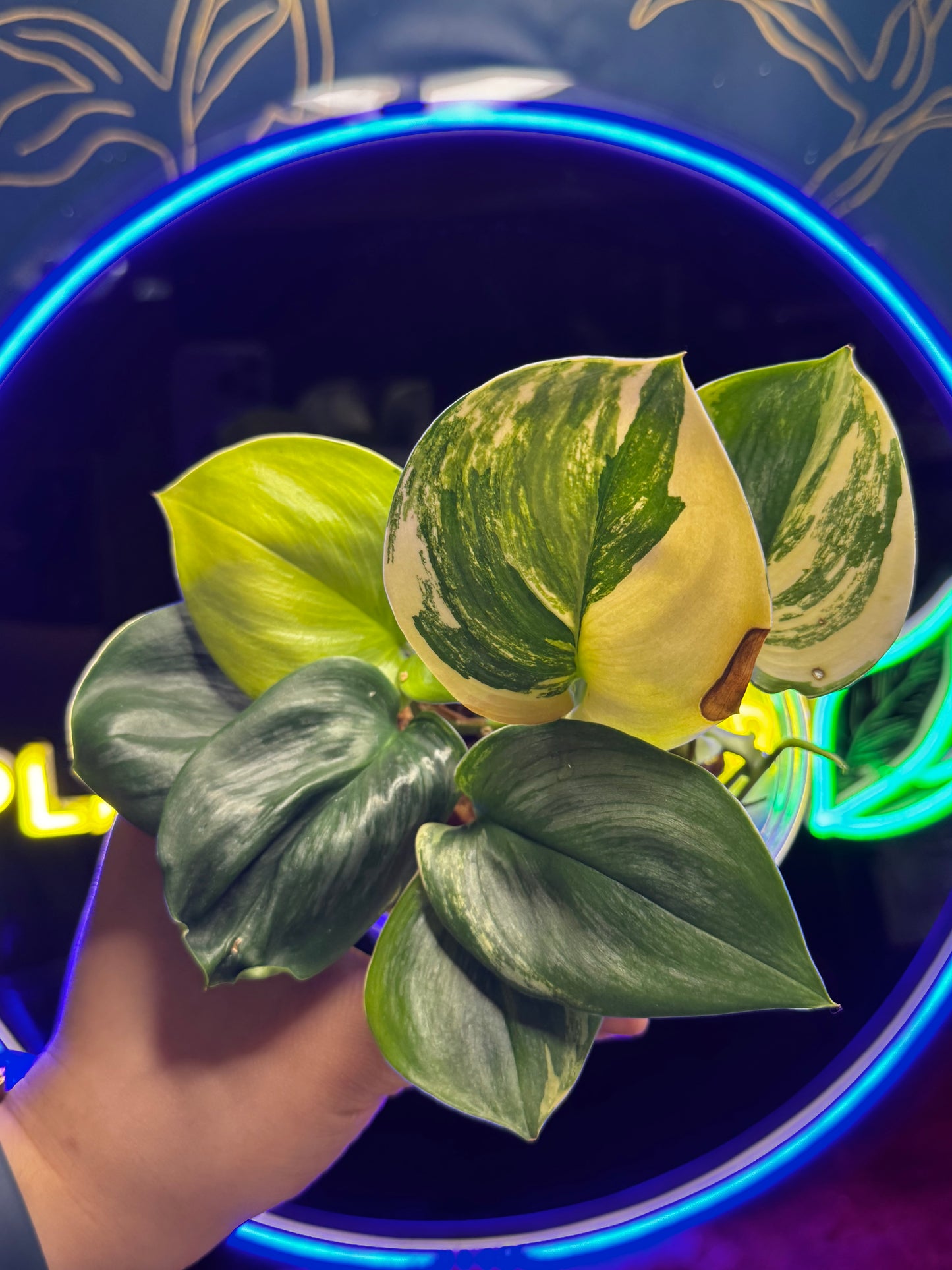 Scindapsus Rubicon
