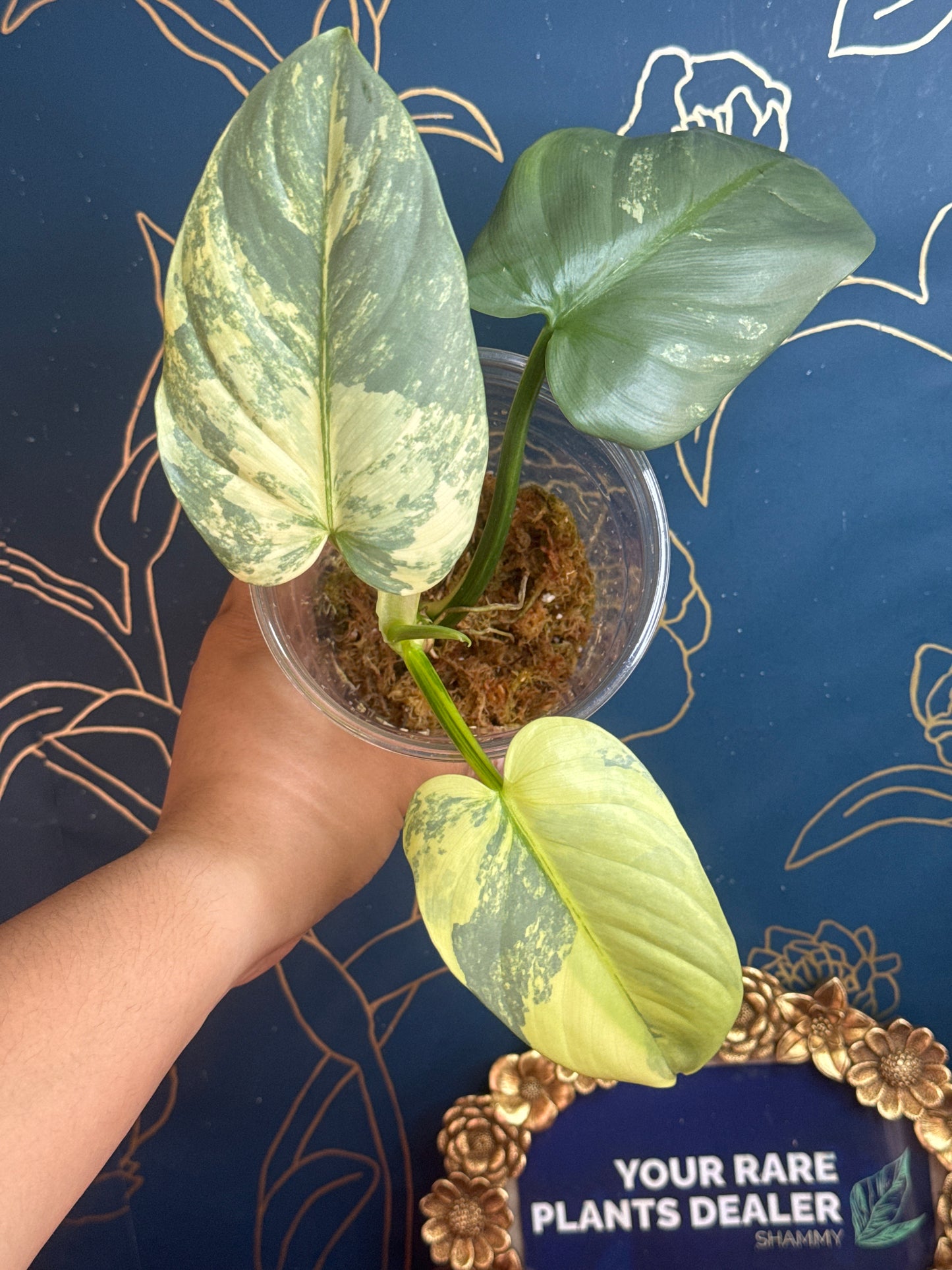 Philodendron Silver Sword Variegated