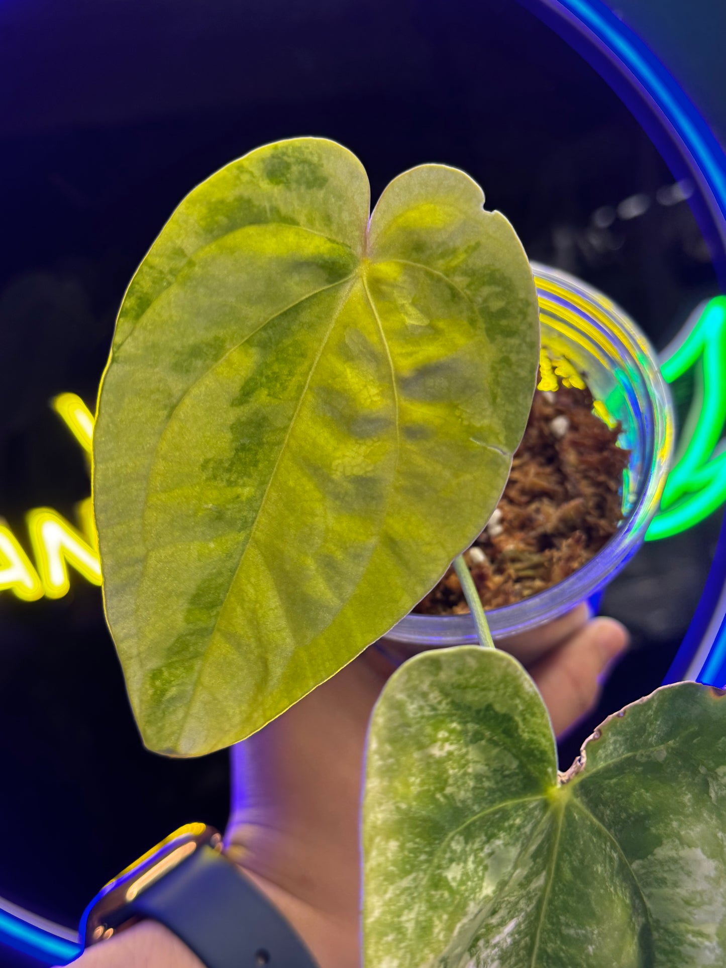 Anthurium papillilaminum x green mamba