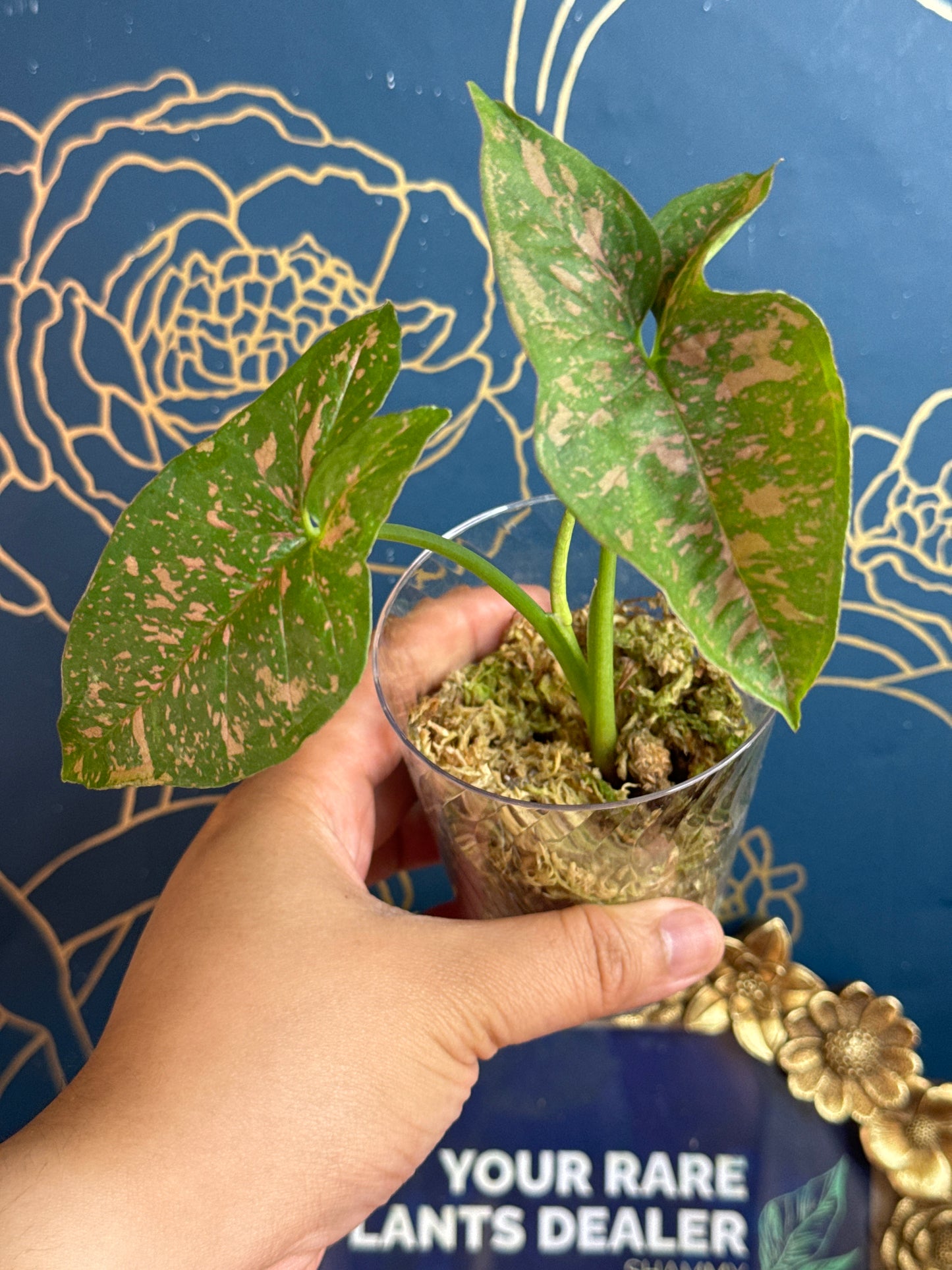 Syngonium Pink Spash Allusion