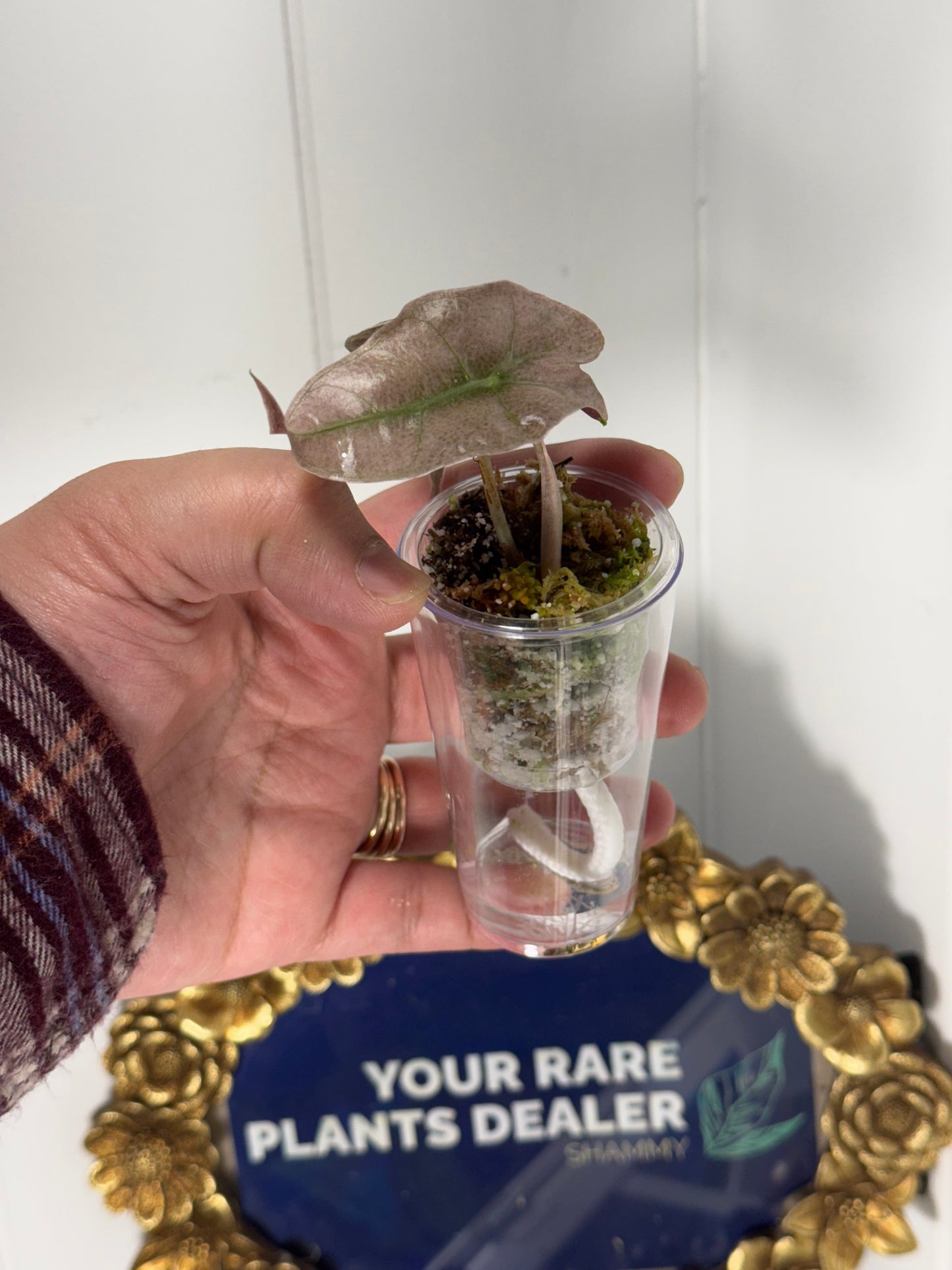 Self-Watering pot 1oz plant-start with dome