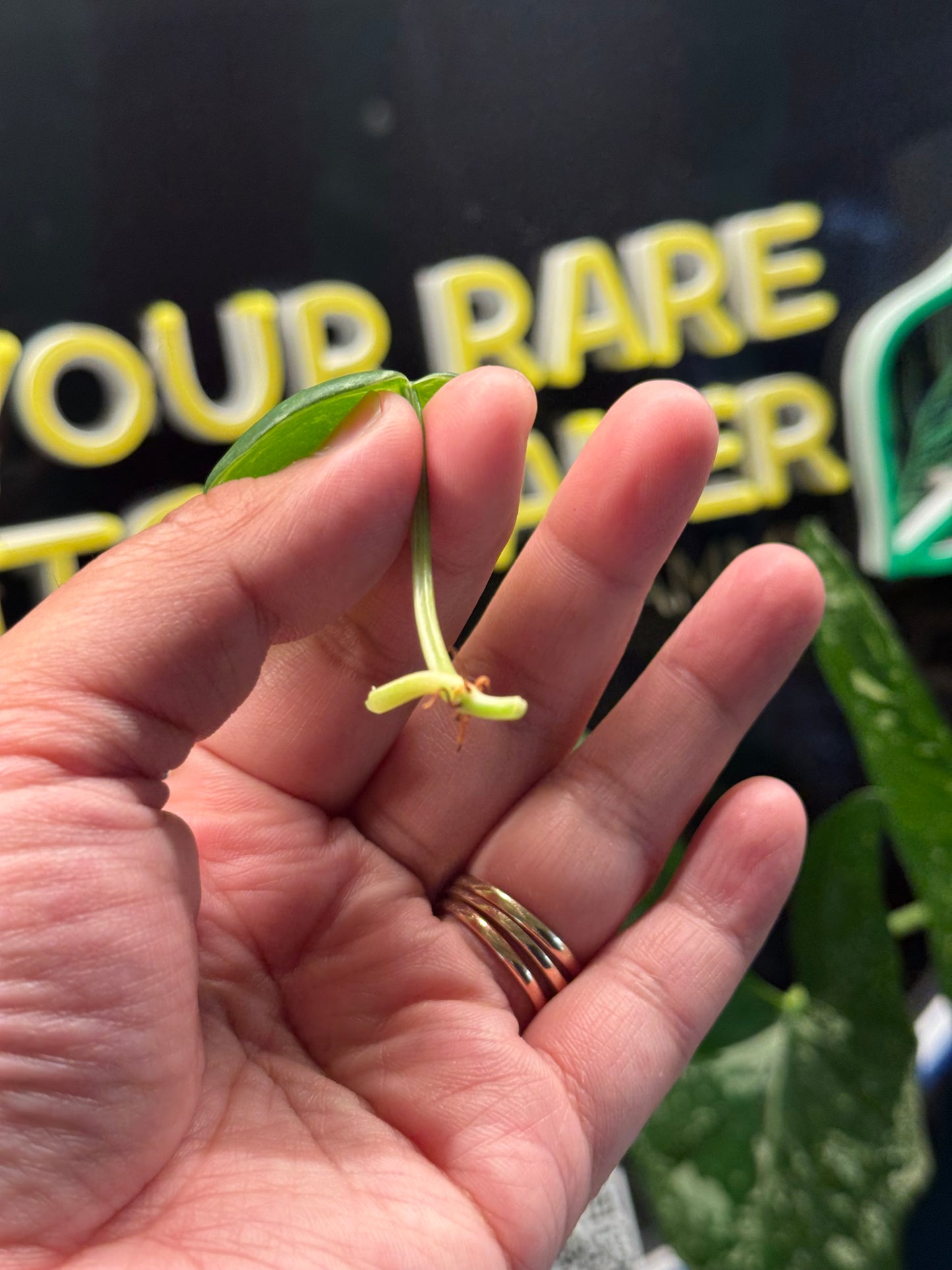 Philodendron Heartleaf Albo