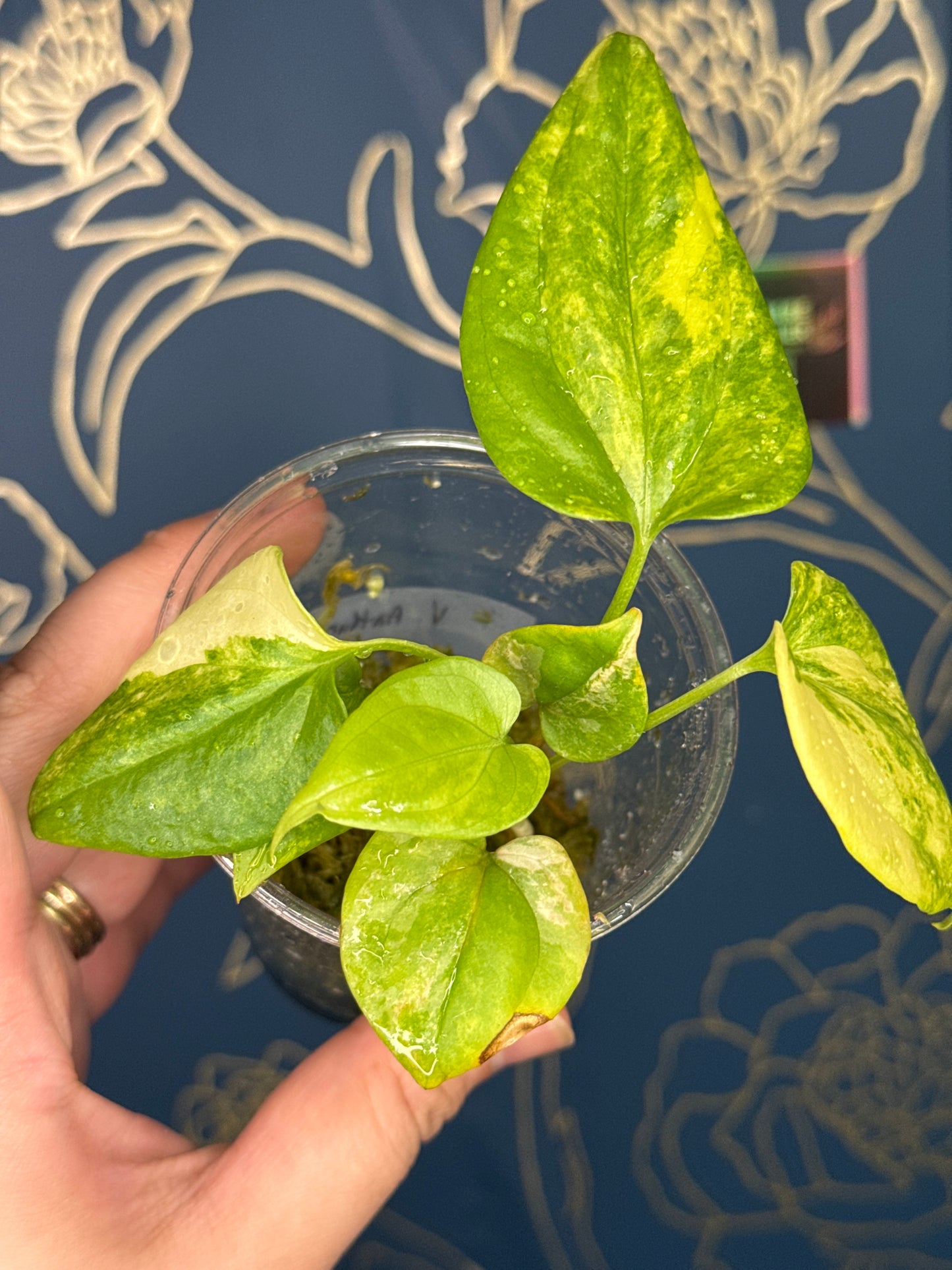 Anthurium No ID Variegated