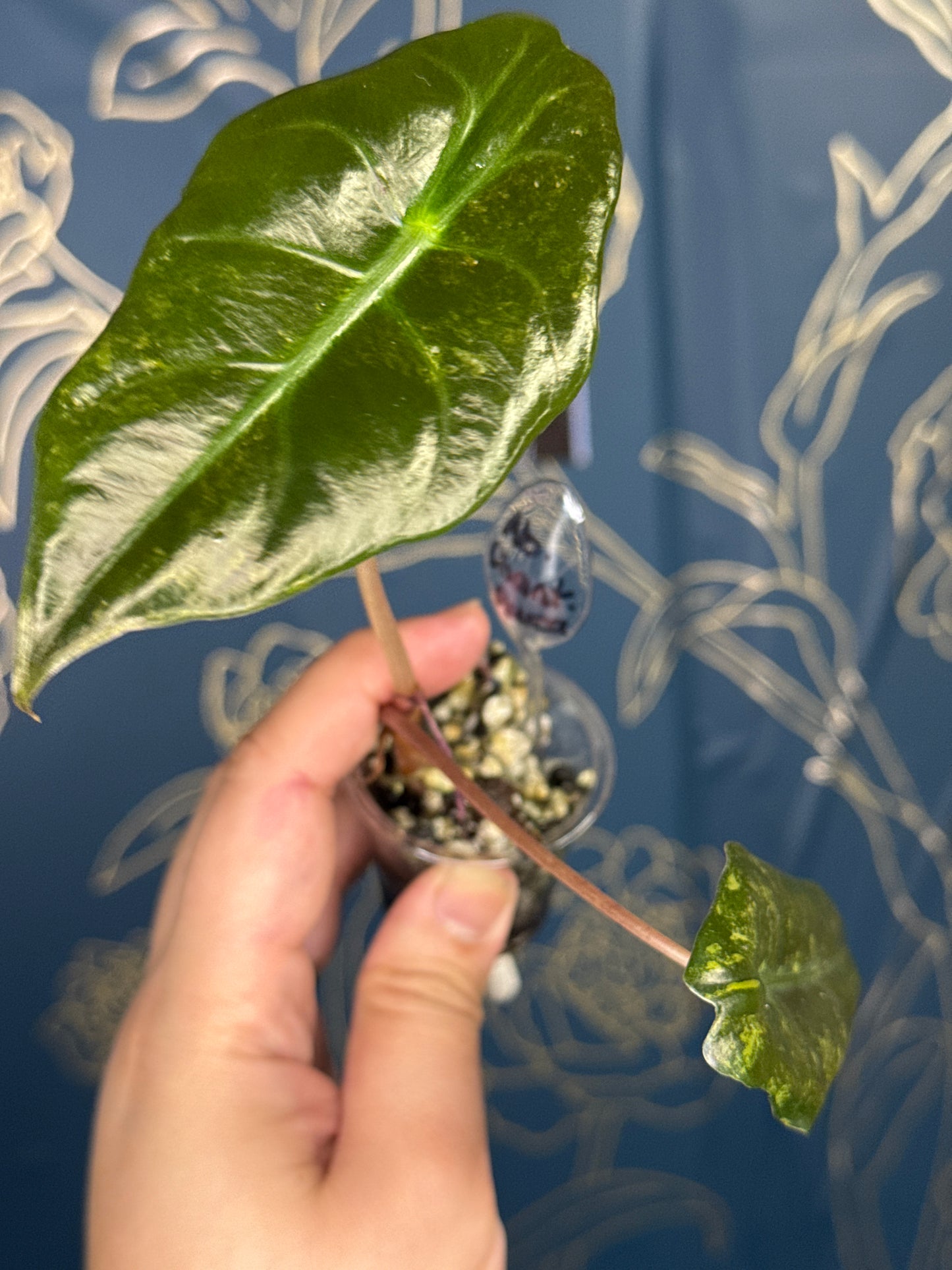 Alocasia Chantrieri Aurea/Gold