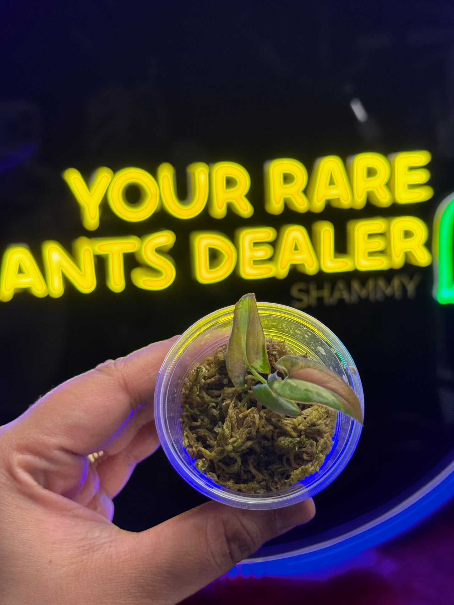 Syngonium Orm Nak “Dwarf”