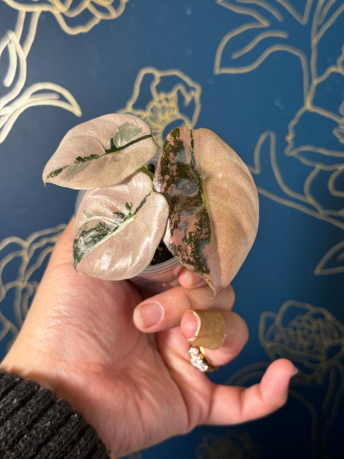 Alocasia Cuprea Albo/Pink