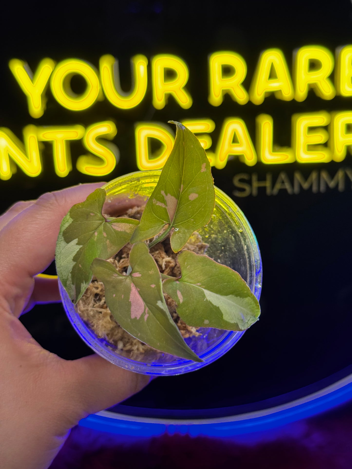 Syngonium Tricolor Chocolate