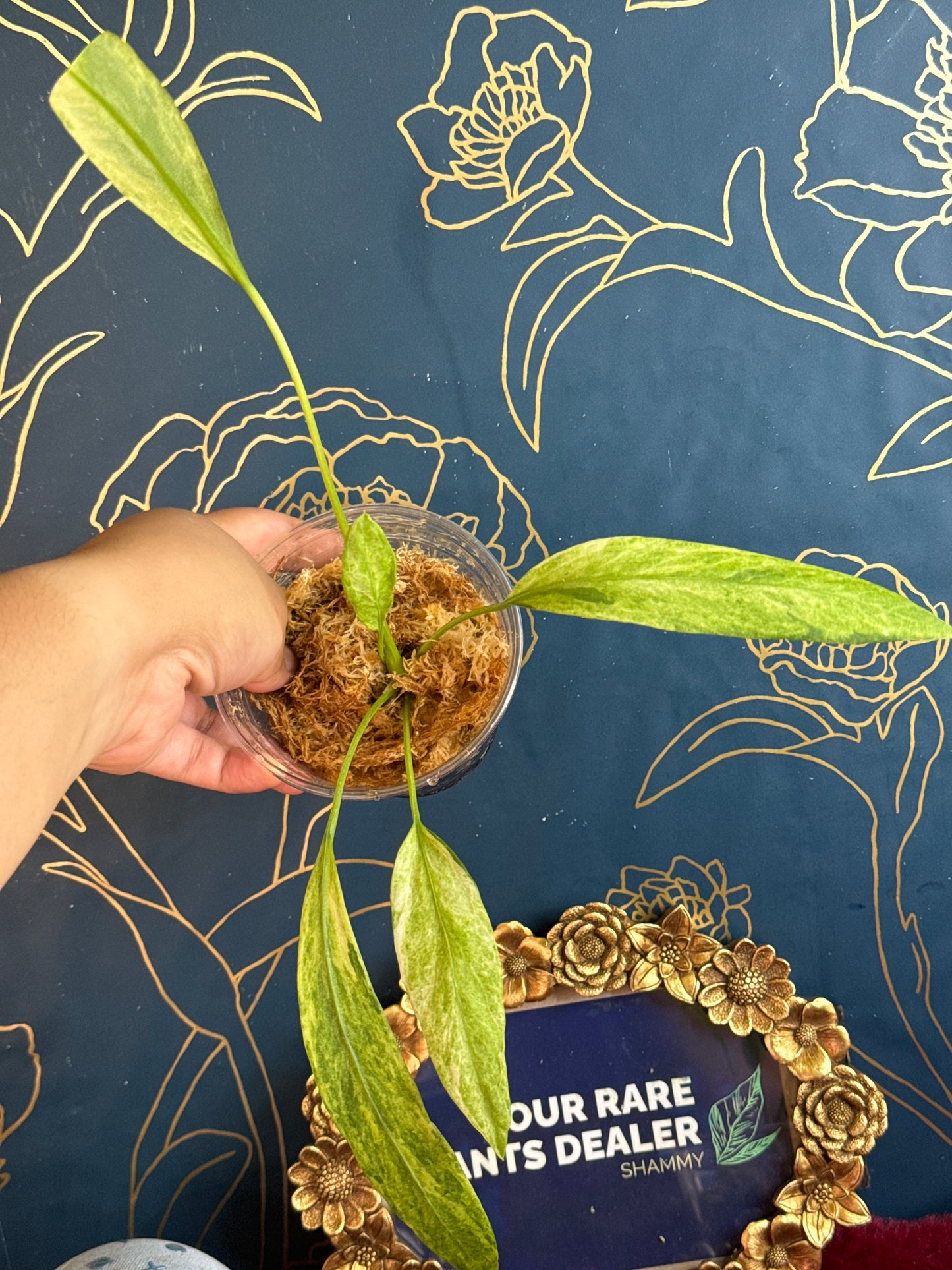 Anthurium Vittarifolium Variegated