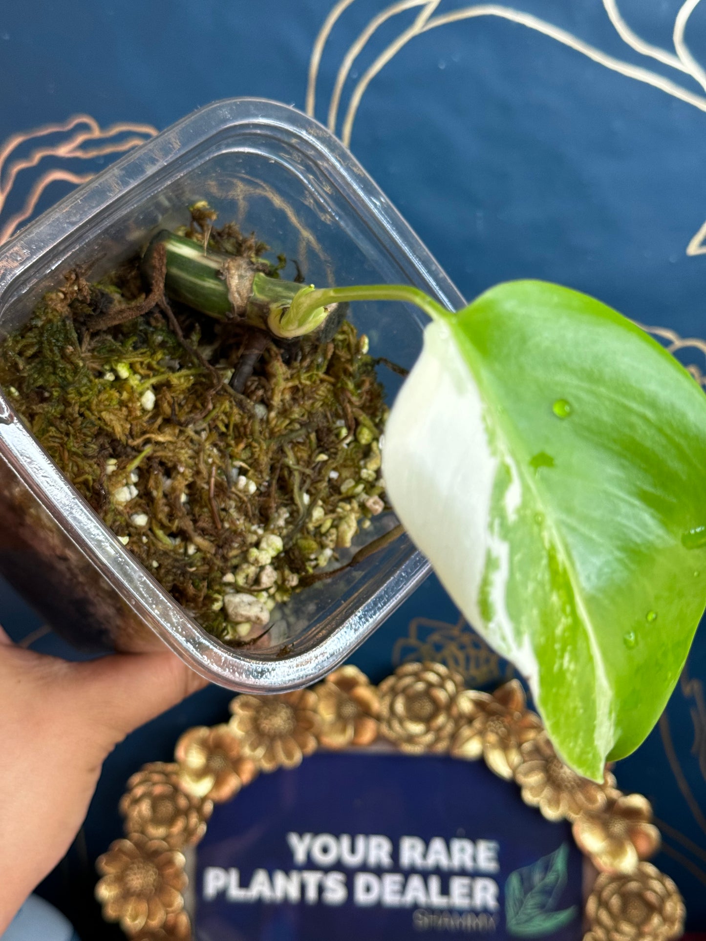 Monstera Albo Borsigiana