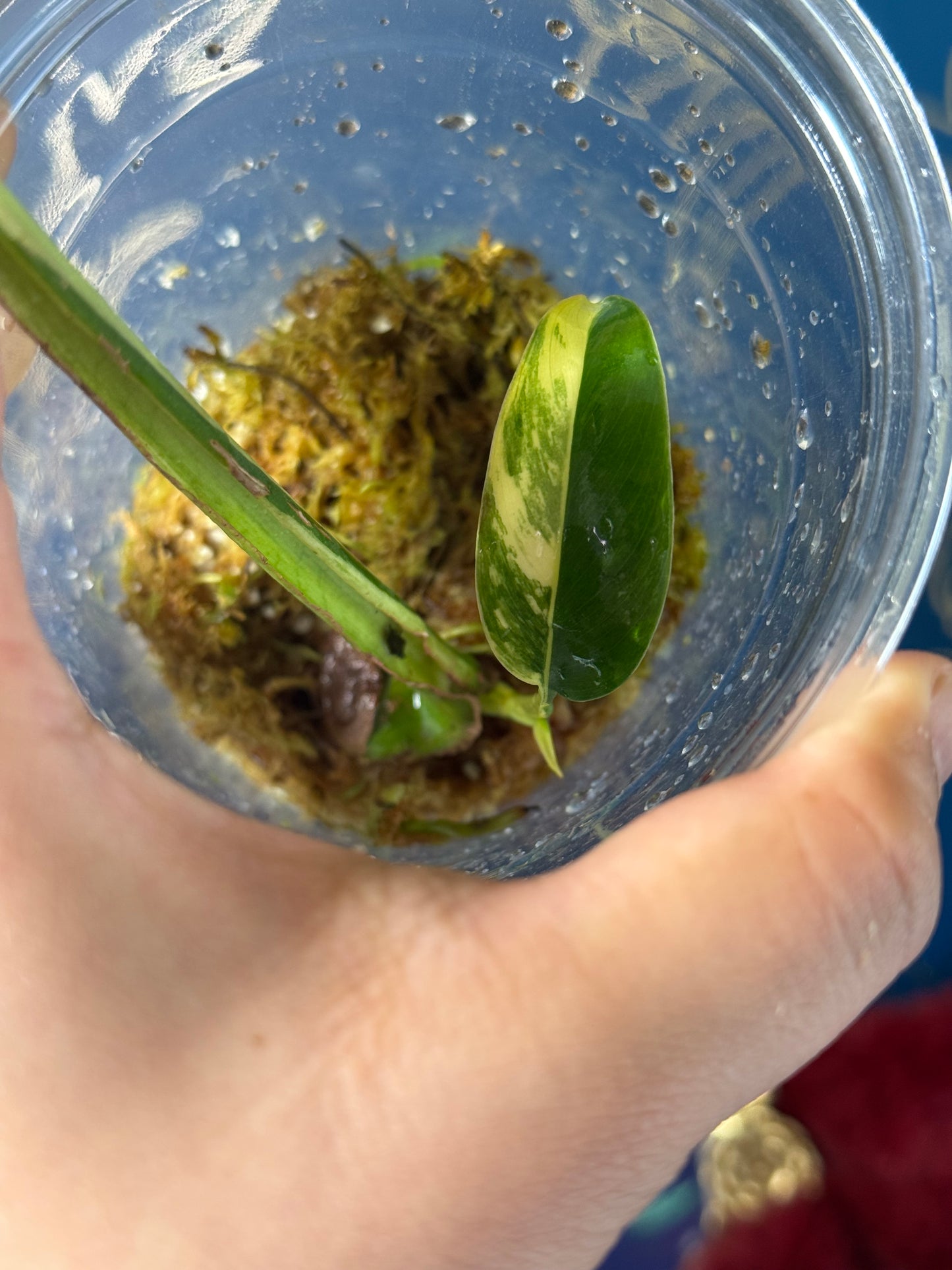 Epipremnum Giganteum Creamfrost