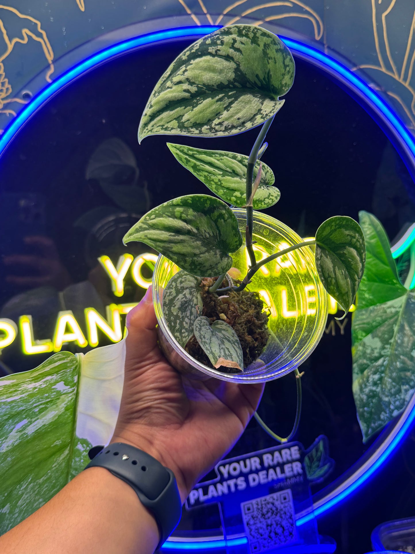 Scindapsus Darkform Tricolor Platinum