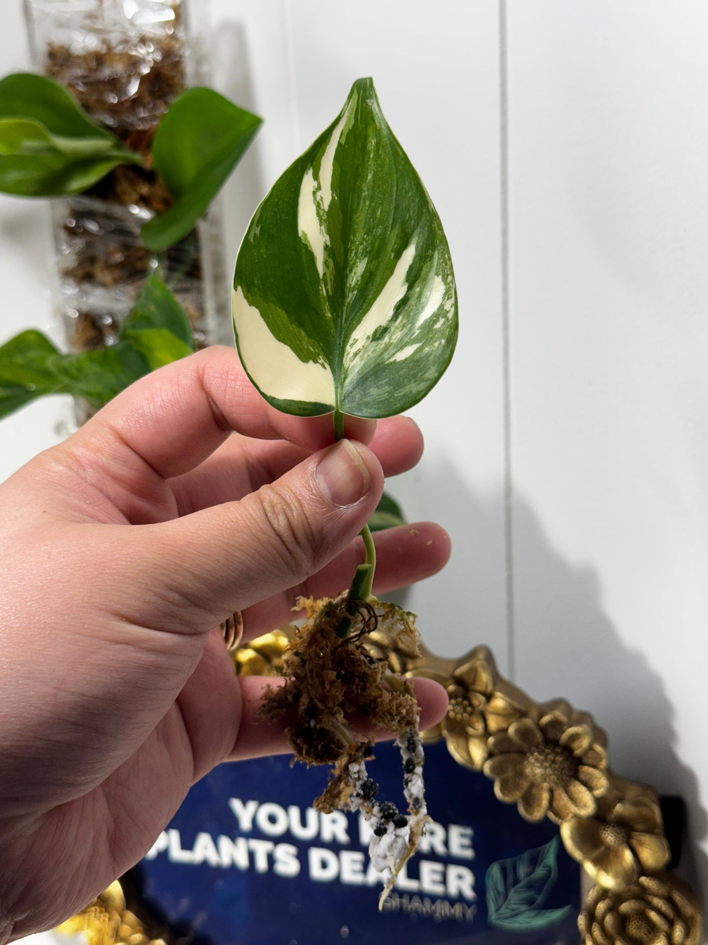 Philodendron Heartleaf Albo & Jacklyn Aurea