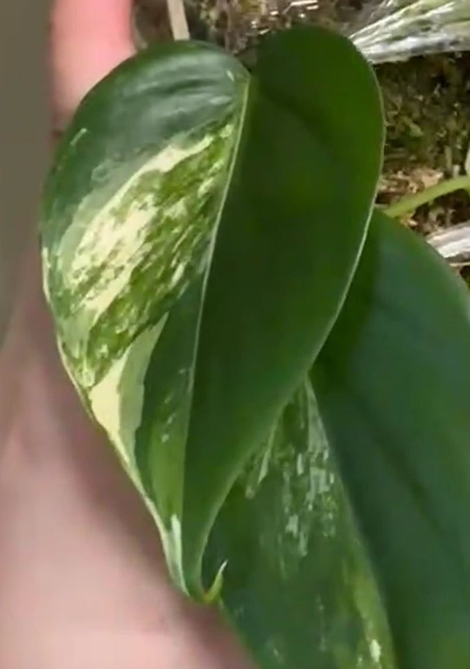 Scindapsus Supermoon Tiulung + P. heartleaf albo