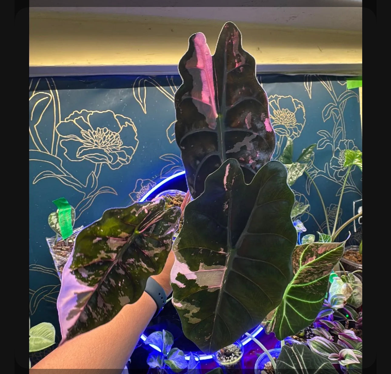 Alocasia Chantrieri Pink