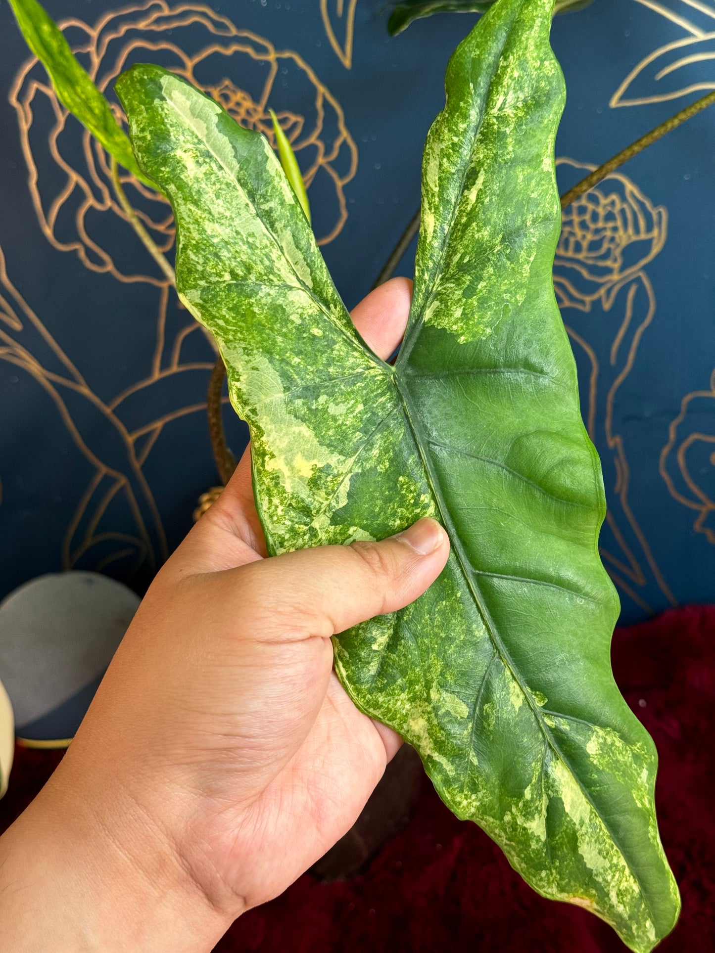 Alocasia Boyceana Tricolor “Corm” 🦄