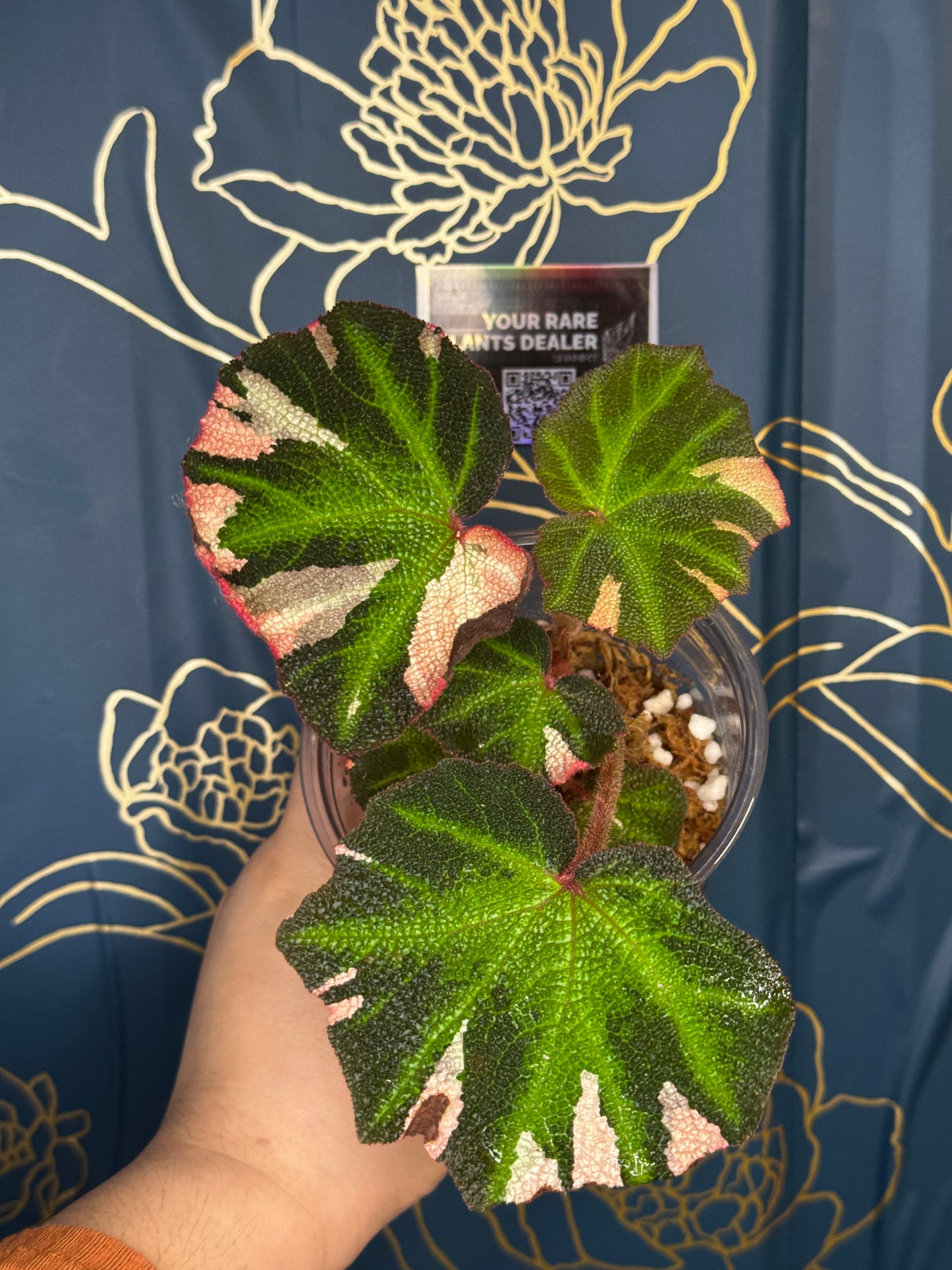 Begonia Solimutata Variegated
