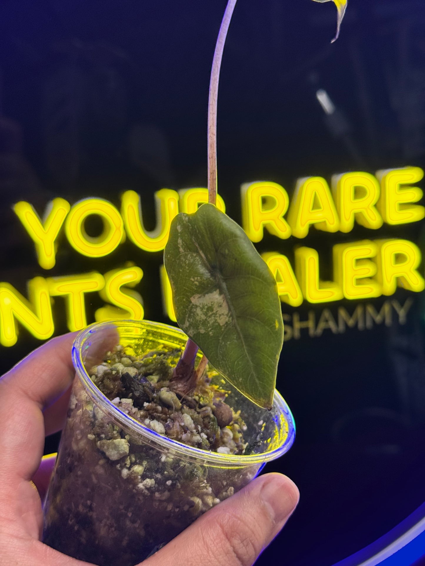 Alocasia Chantrieri Aurea/Gold