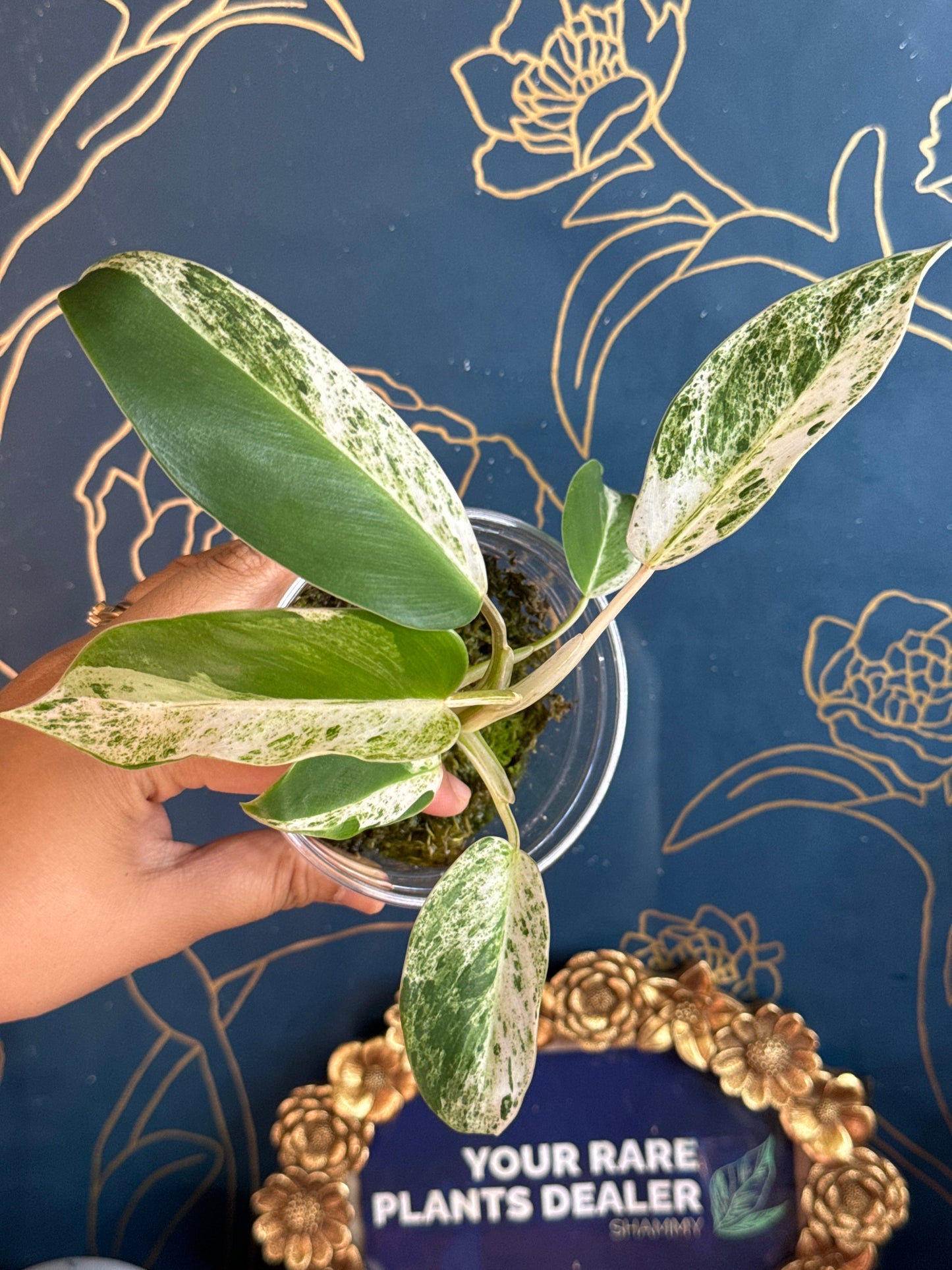 Philodendron Emerald Ice 🦄