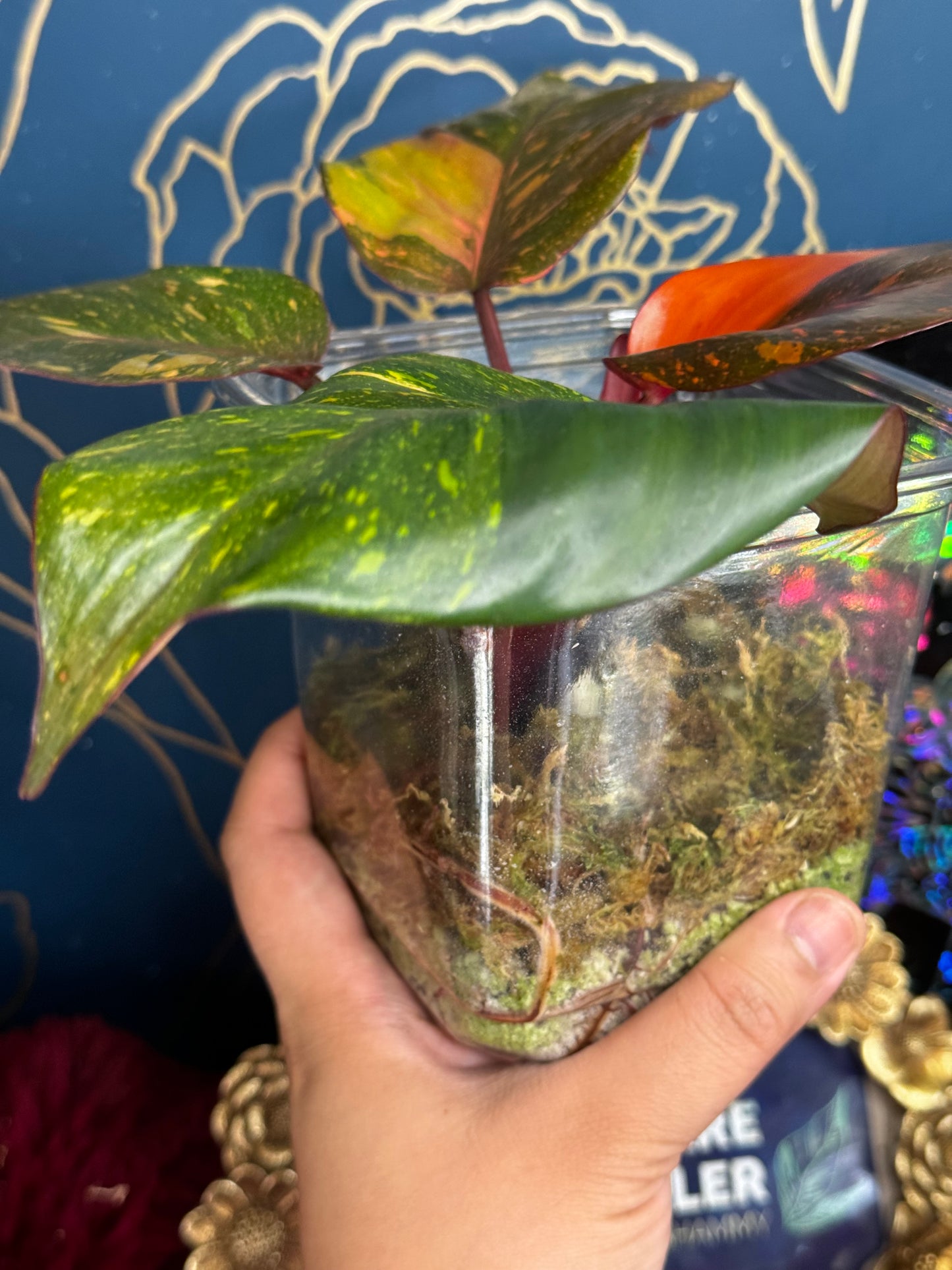 Philodendron Orange Princess Galaxy Mutation