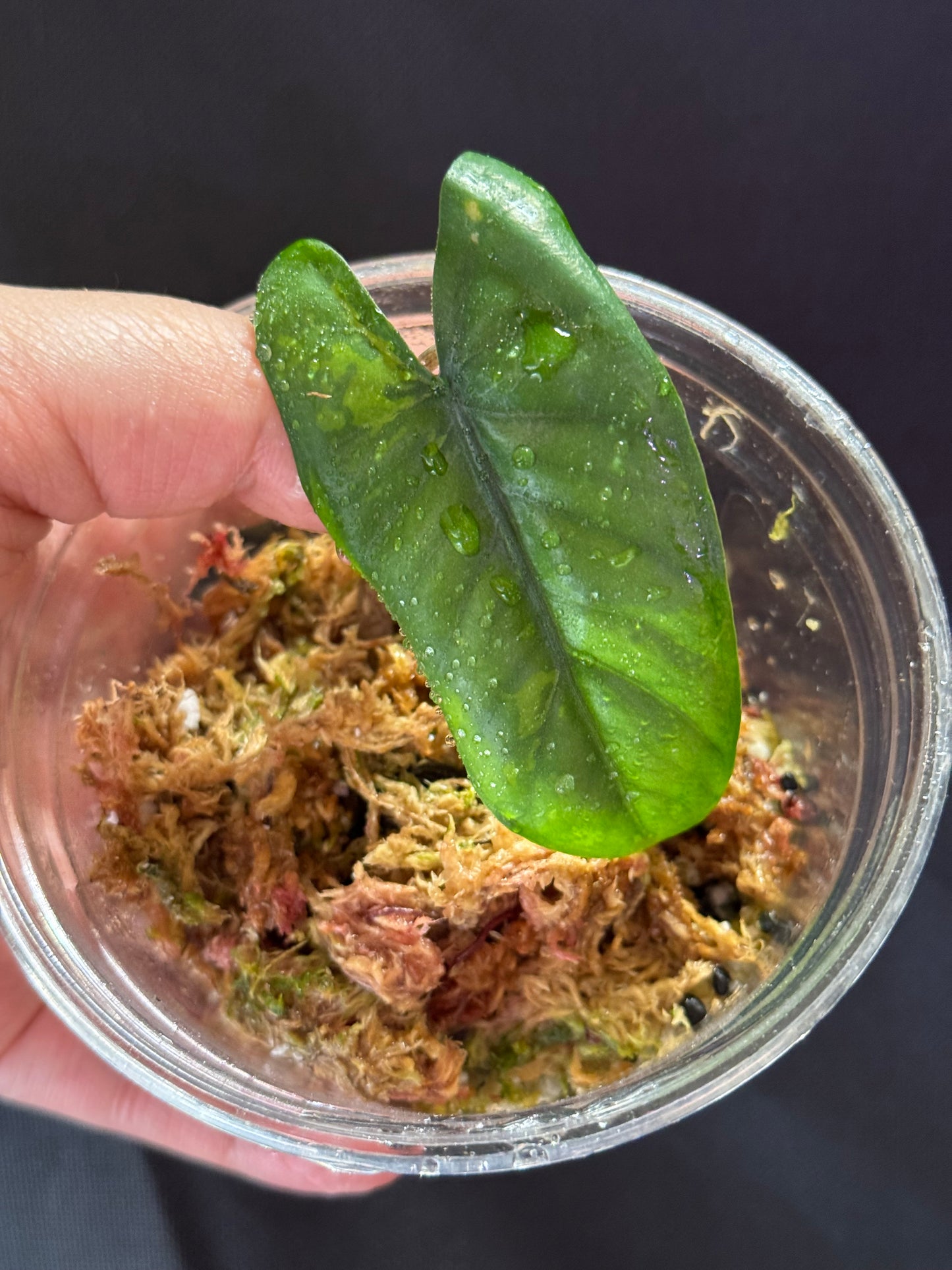 Mimosa Pudica Albo Seed + Alocasia Corazon Variegated