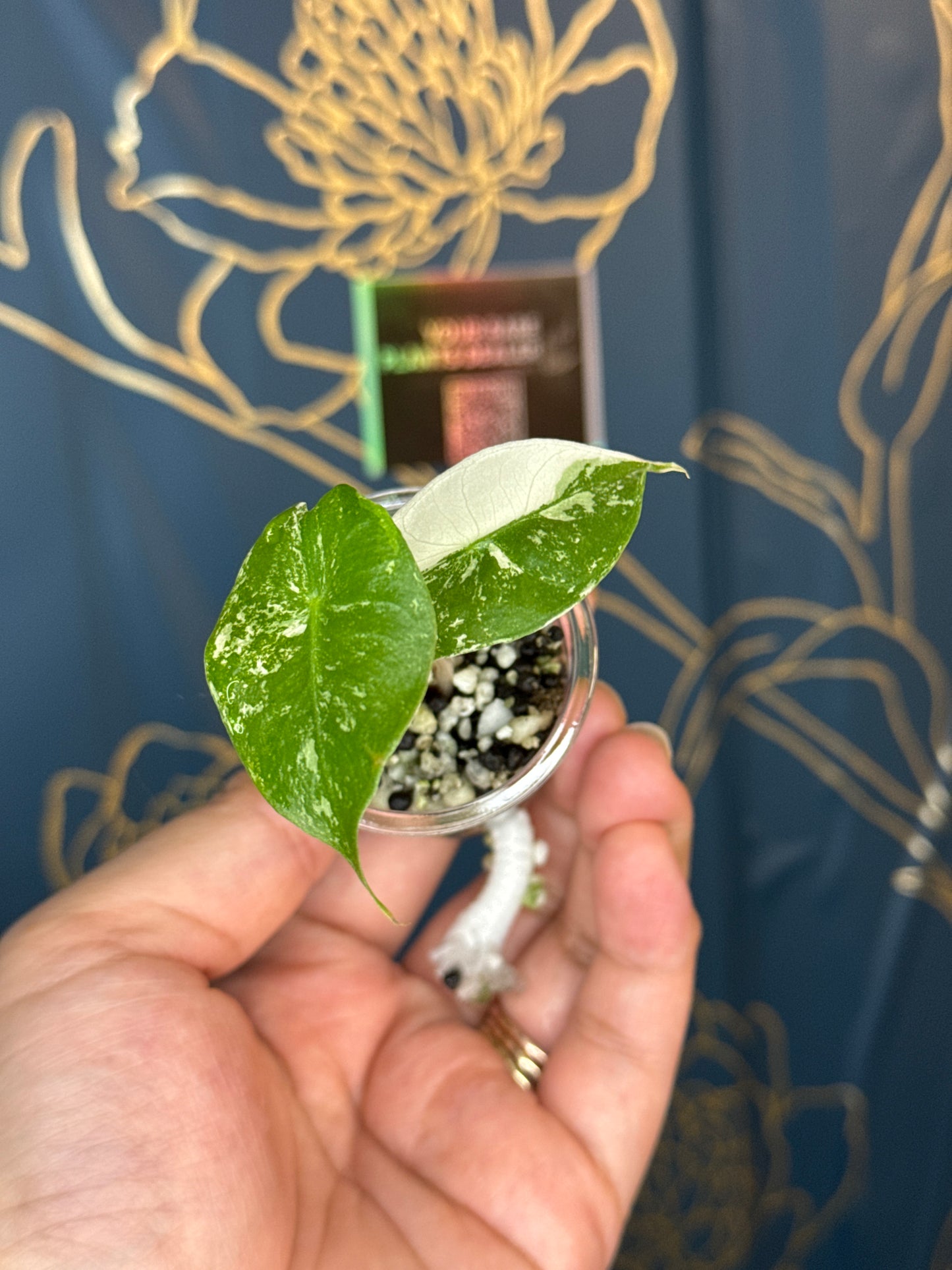 Alocasia Albo/Pink Nairobi Night