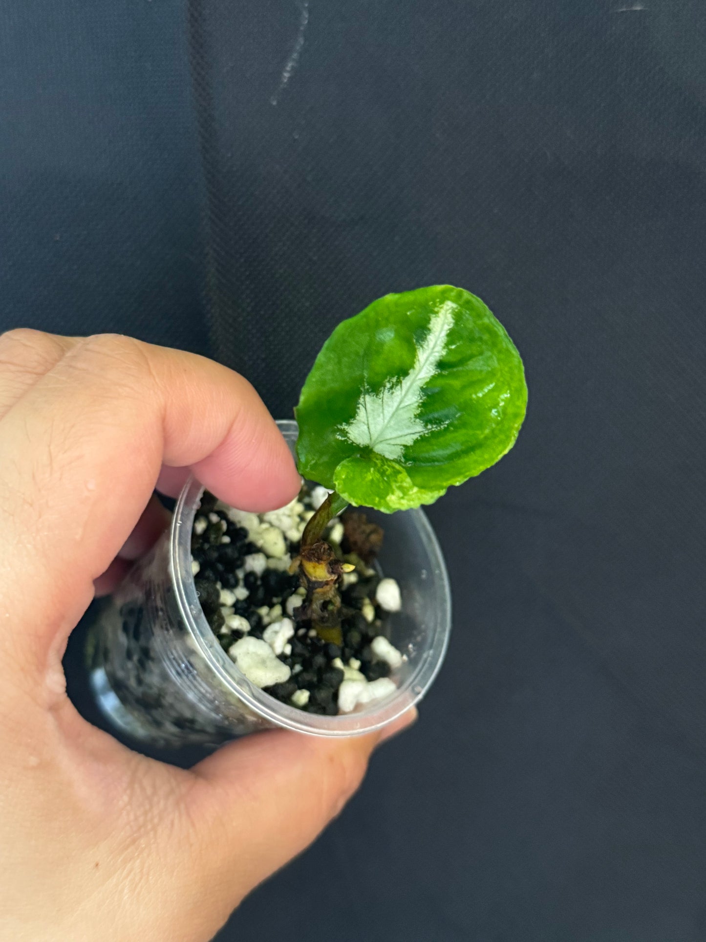 Syngonium Scrambles Eggs