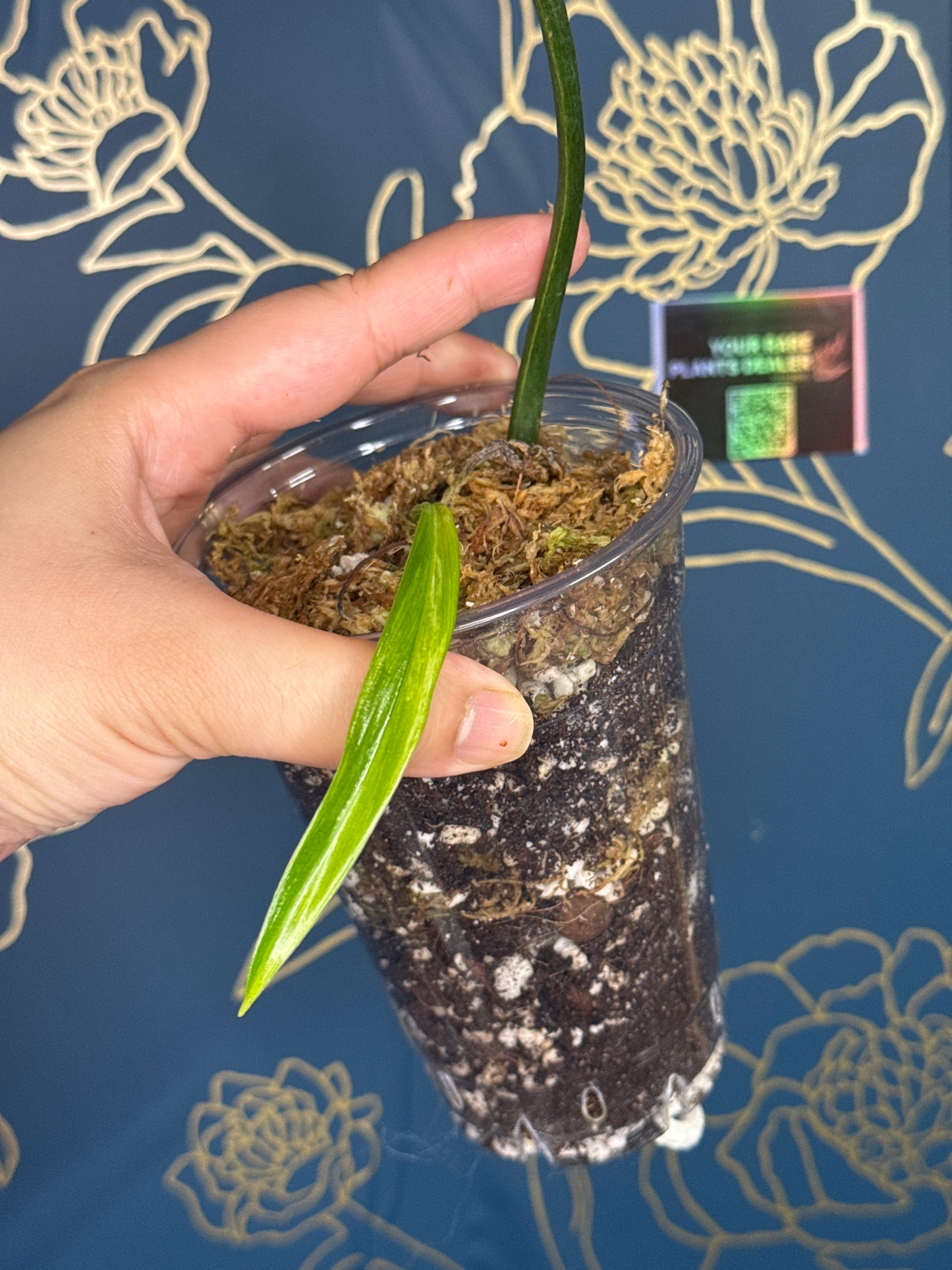 Philodendron Holtonianum Variegated