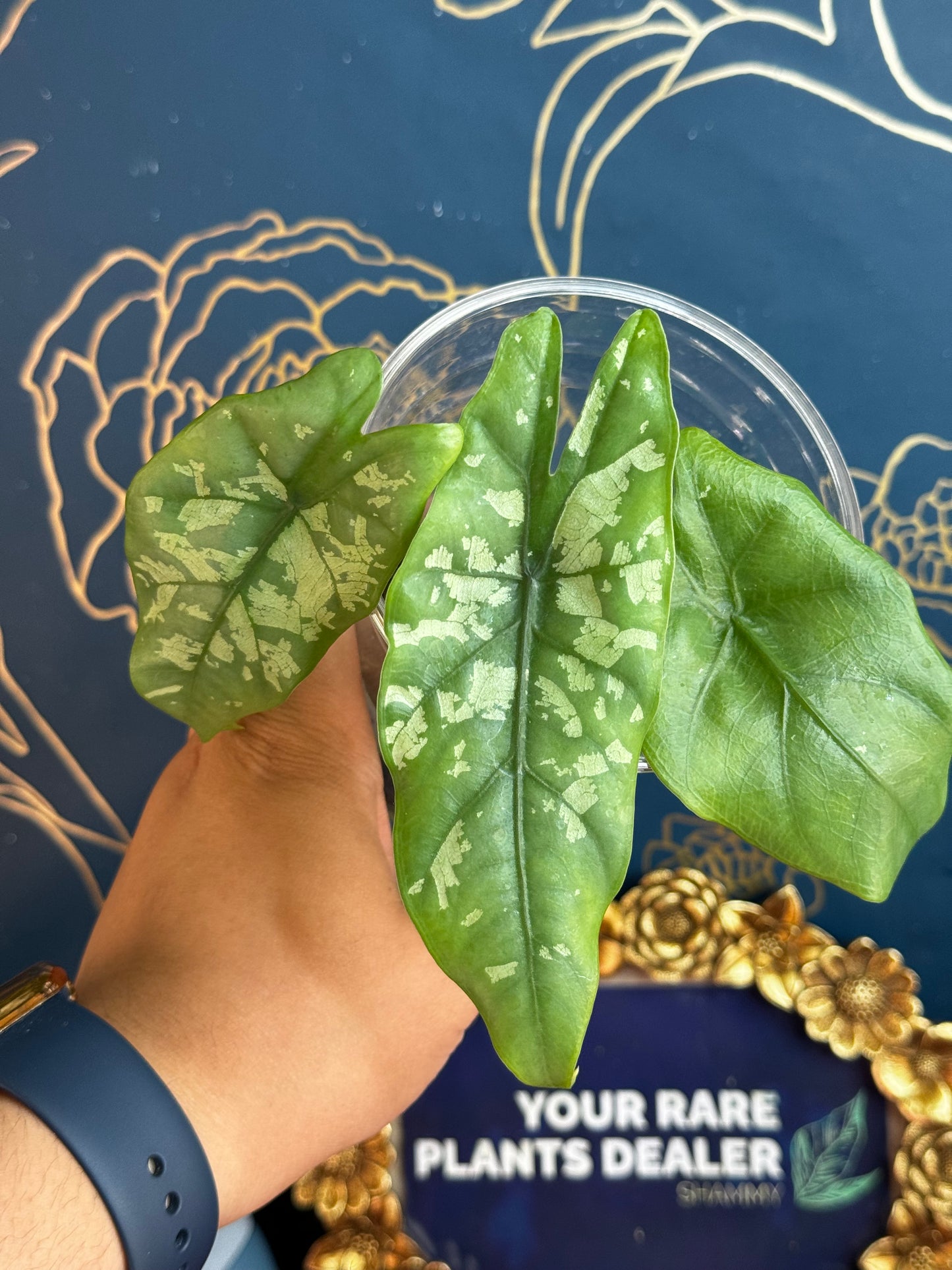 Alocasia Shattered Glass “Corm”