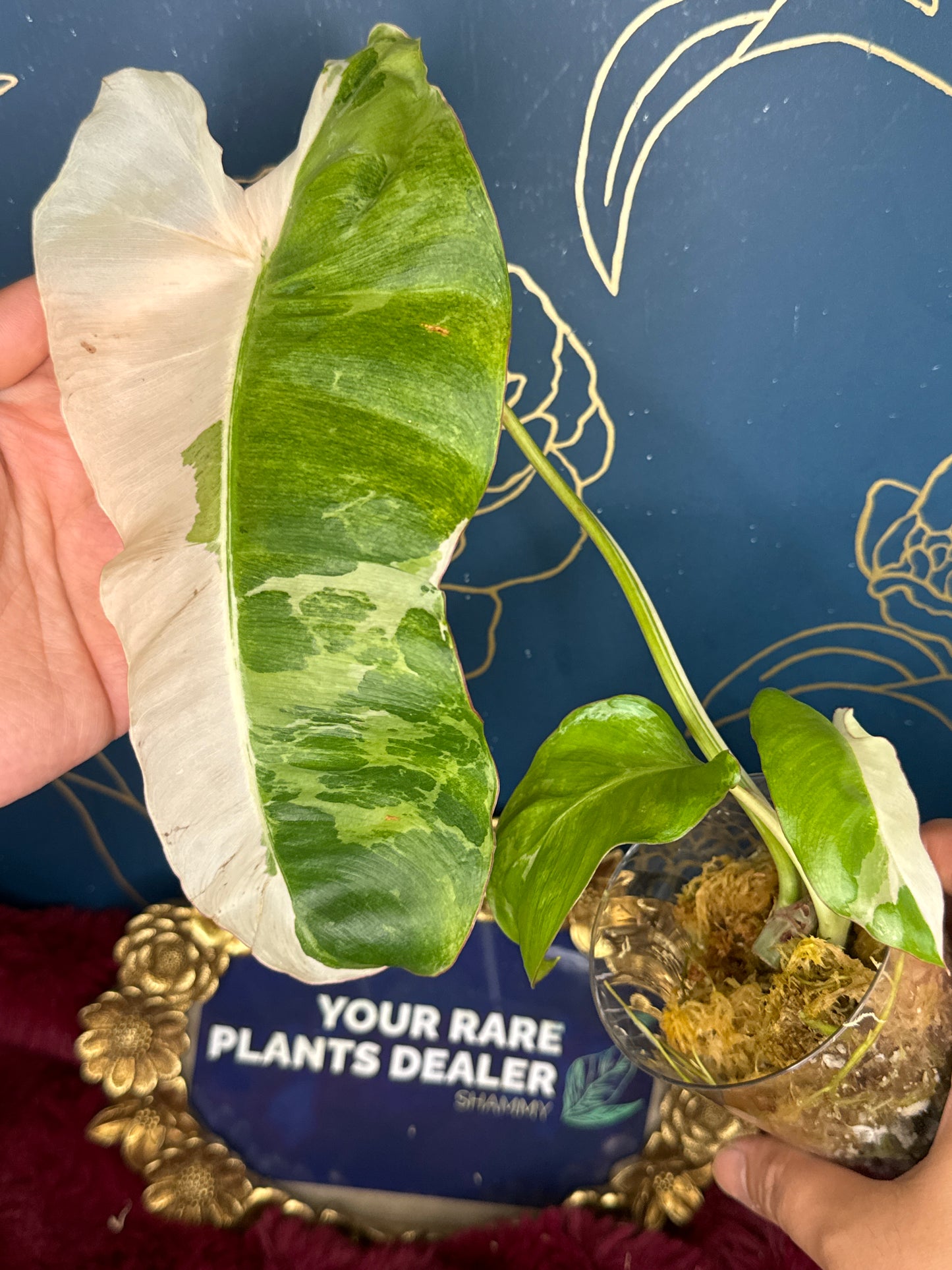 Philodendron Paraiso Verde Albo