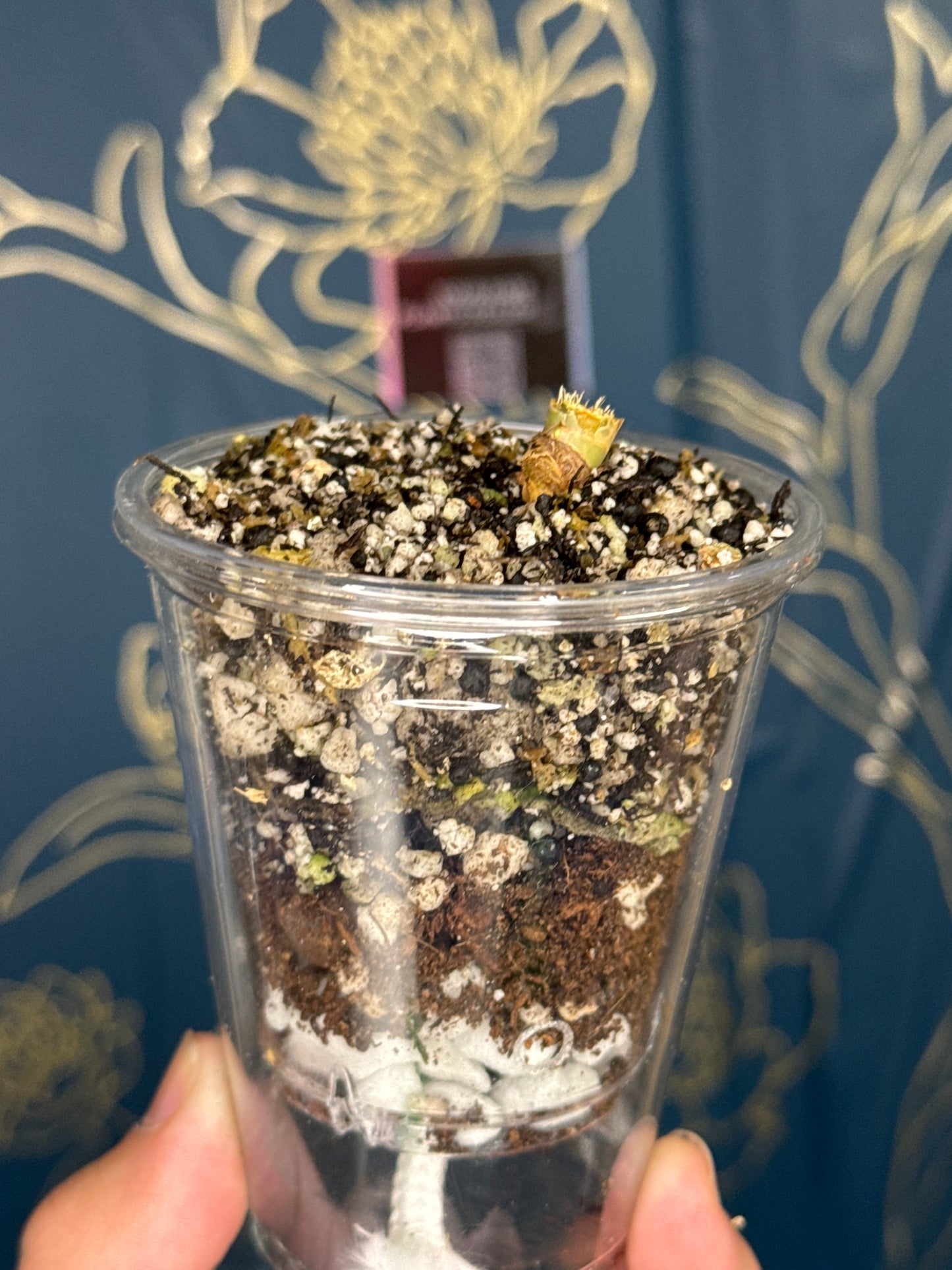 Philodendron Joepii Variegated ‘Node’