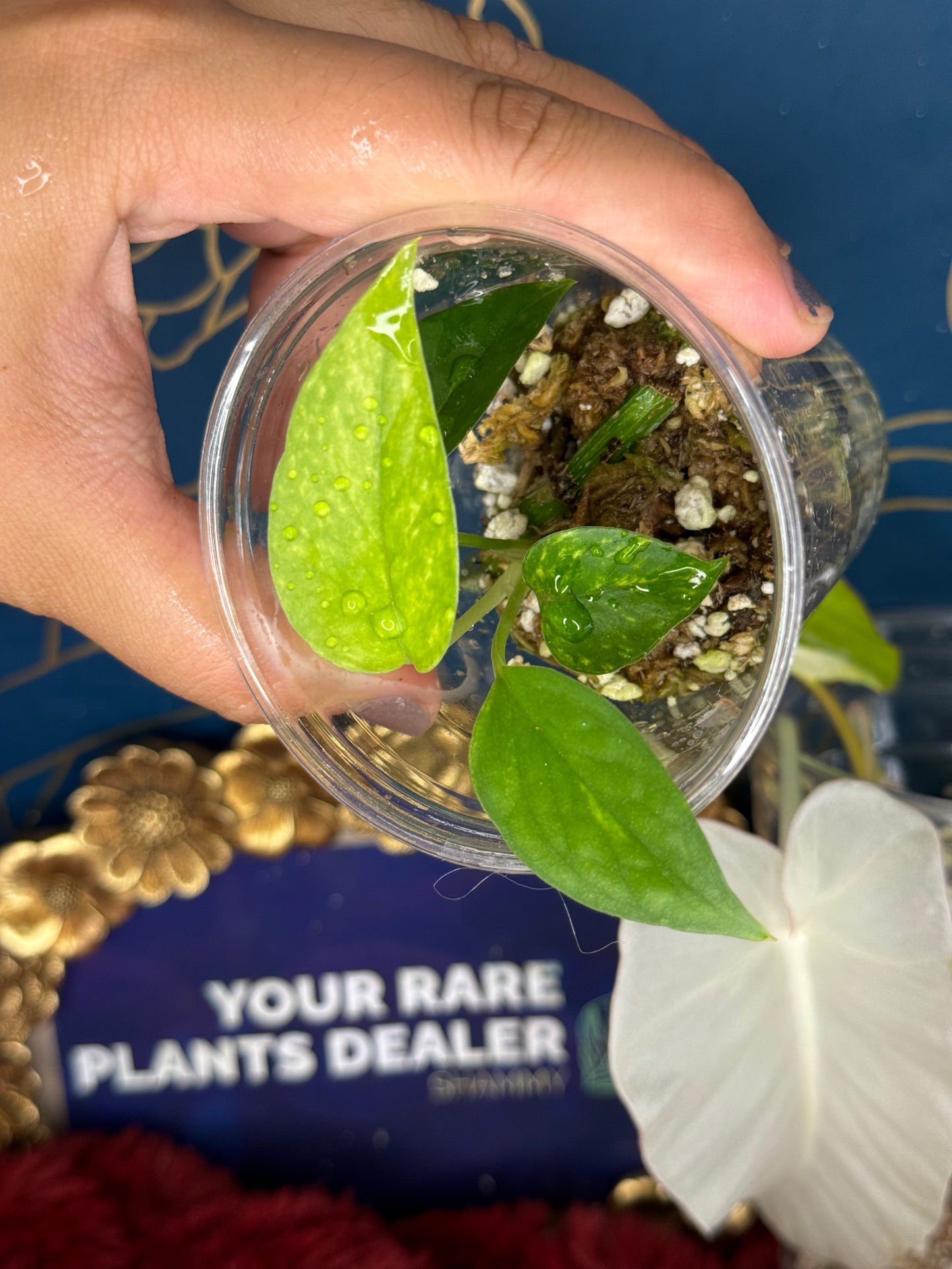 Epipremnum Pinnatum Yellow Flame