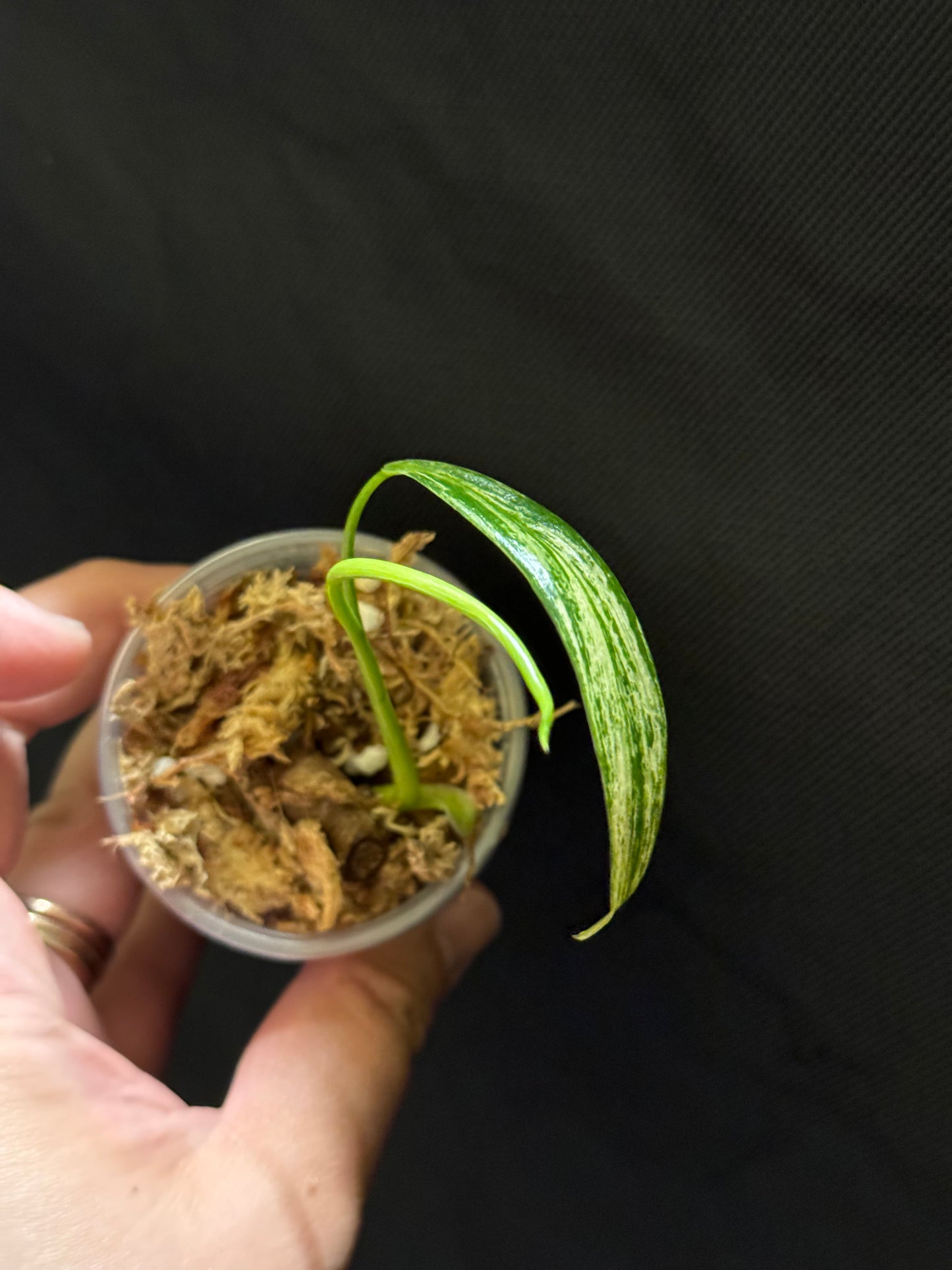 Philodendron Holtonianum Variegated