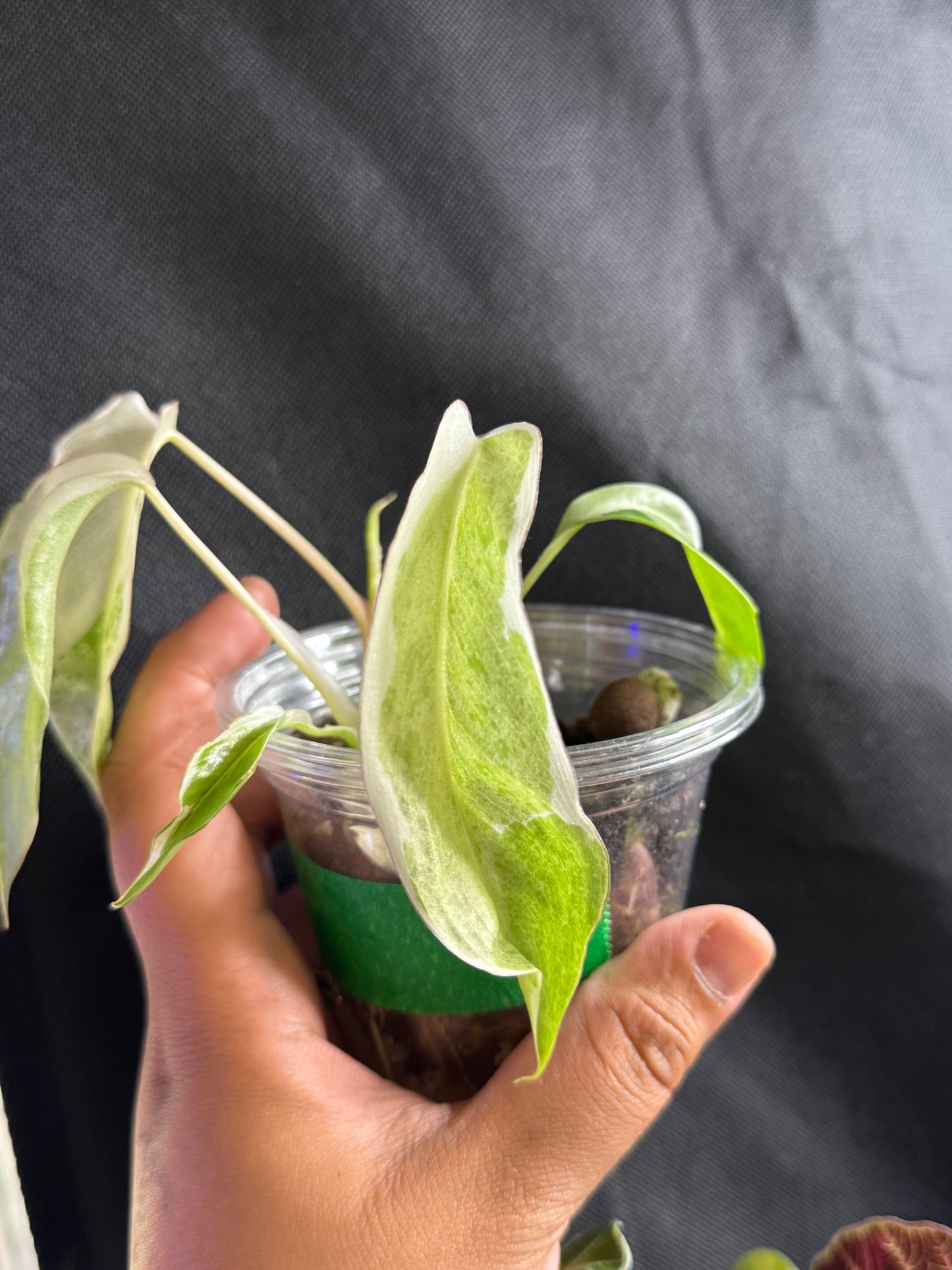 Philodendron Paraiso Verde Albo Lava