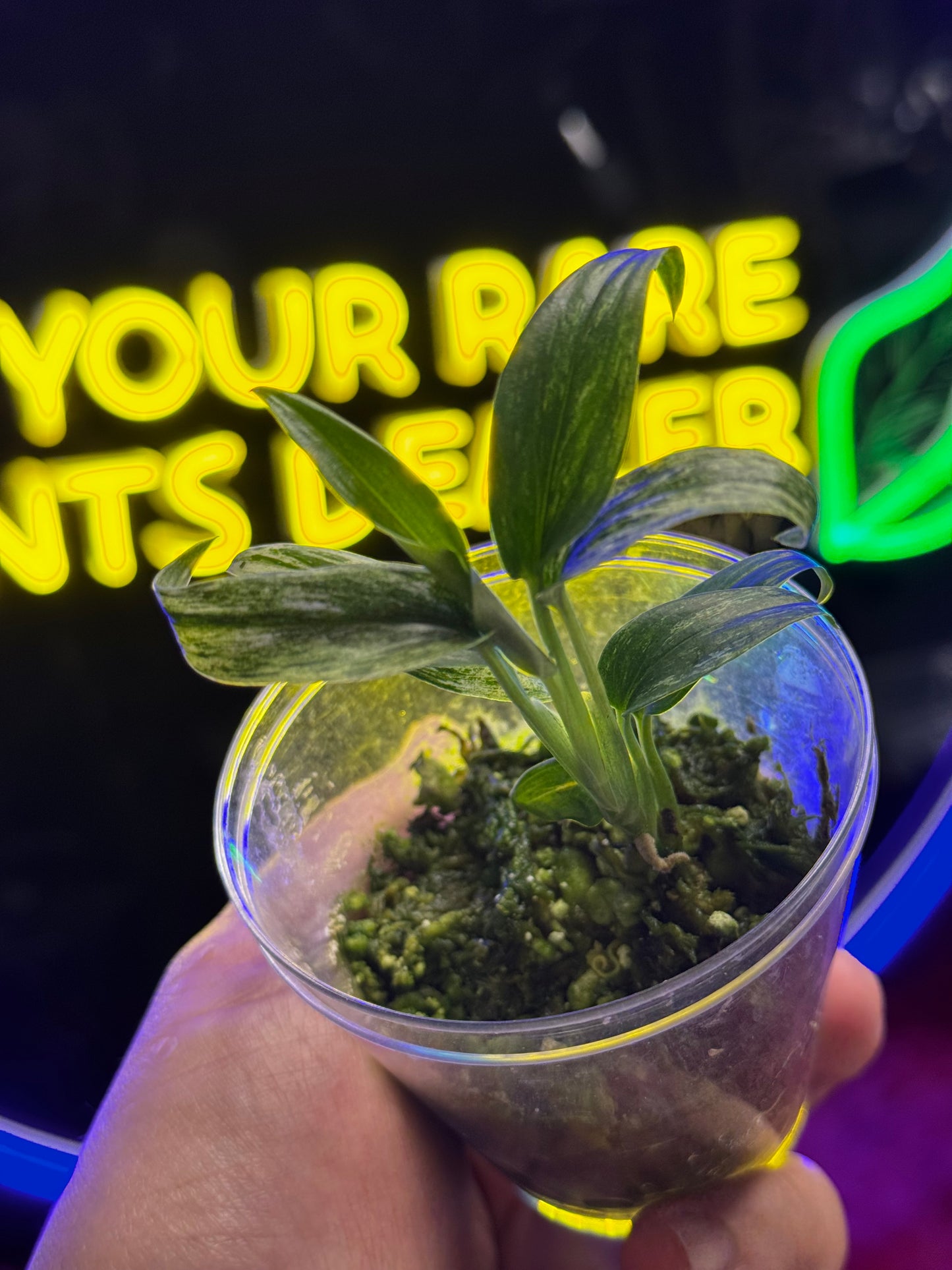 Scindapsus Mutiara