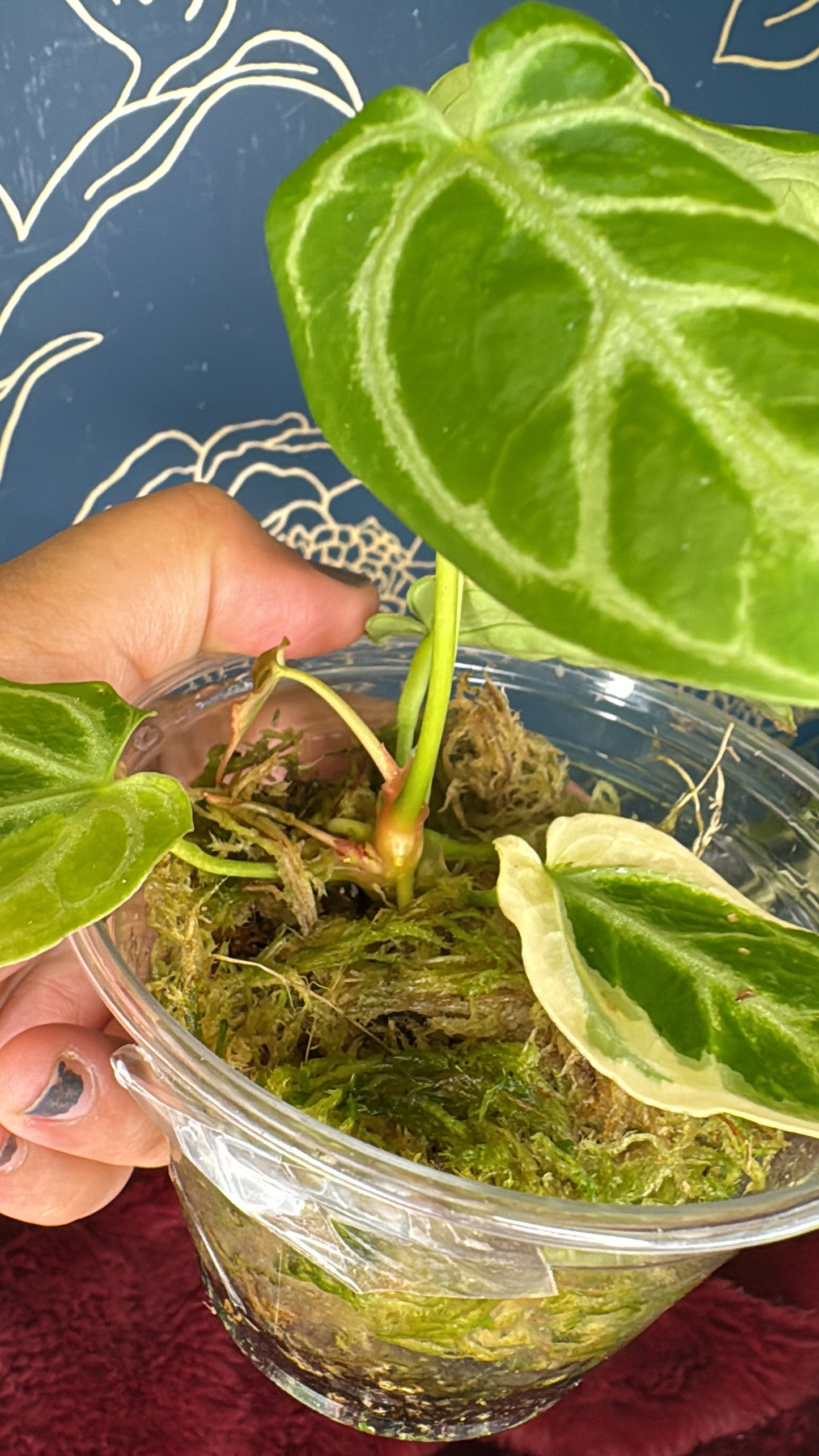 Anthurium Variegated Crystalinum