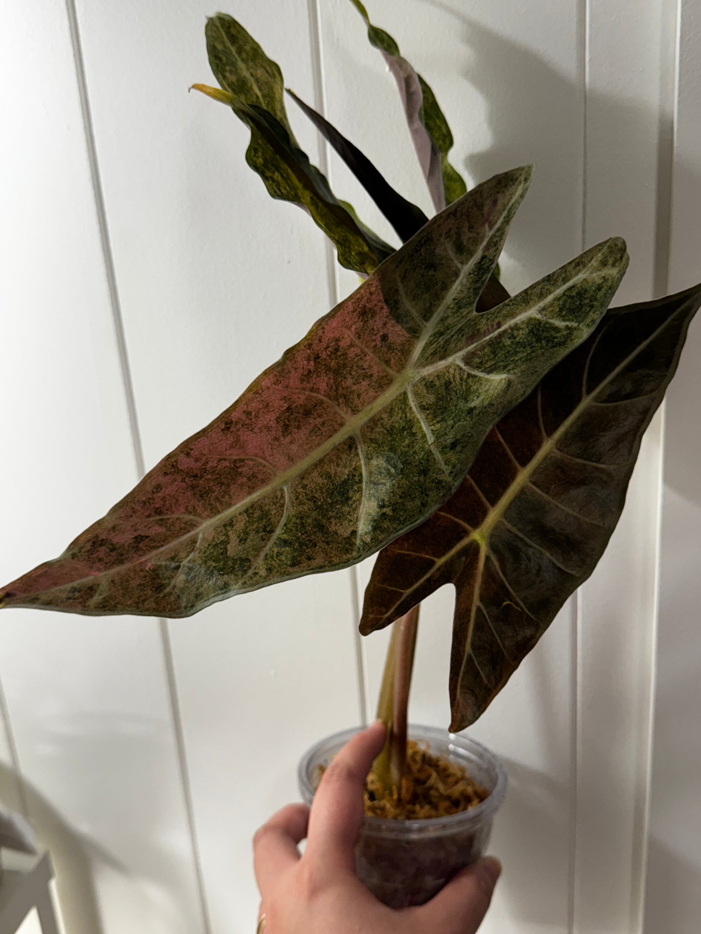 Alocasia Black Satun Pink ‘Corm’